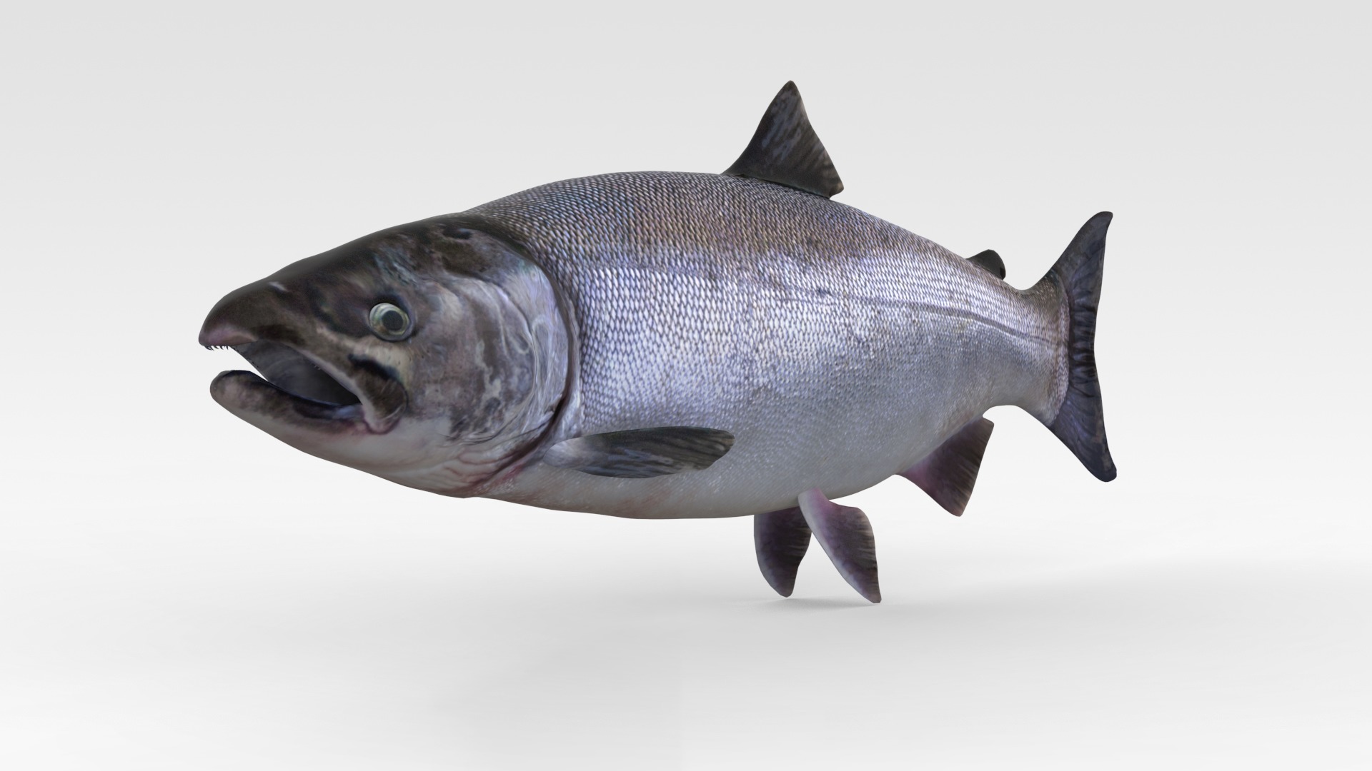 Salmon Fish 3D model_1