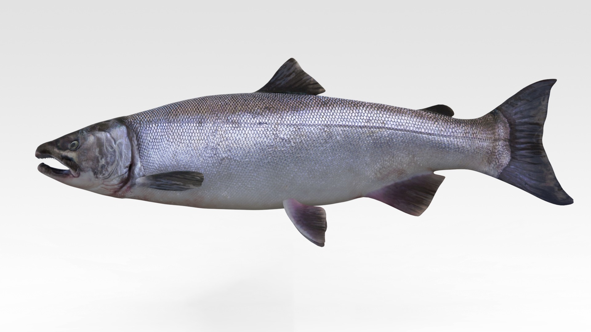 Salmon Fish 3D model_6