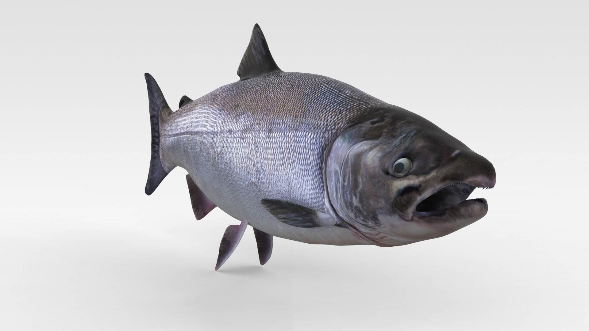 Salmon Fish 3D model_5