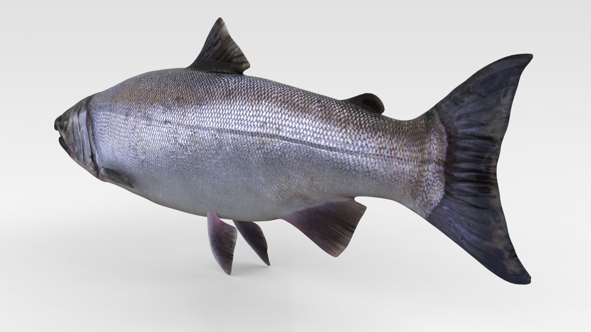 Salmon Fish 3D model_3