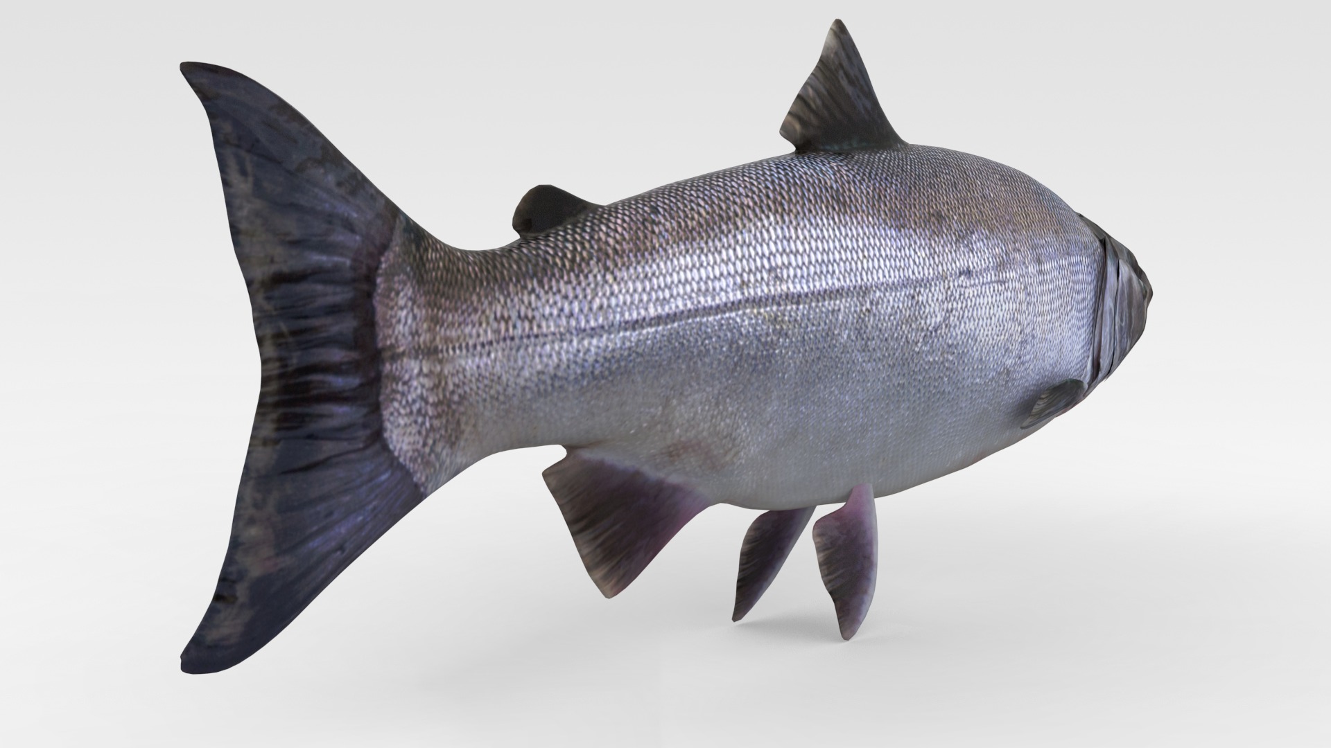 Salmon Fish 3D model_4