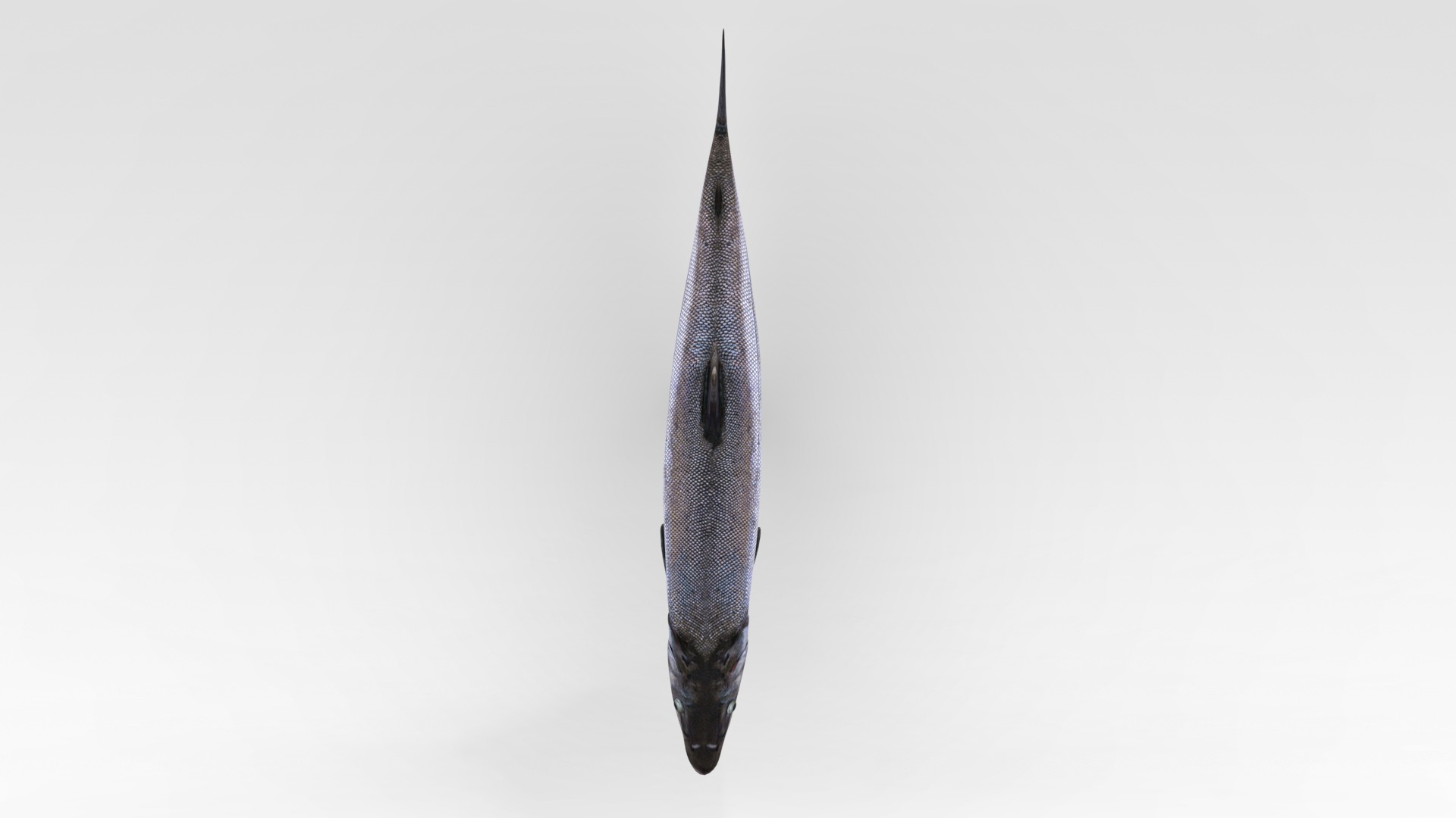 Salmon Fish 3D model_7