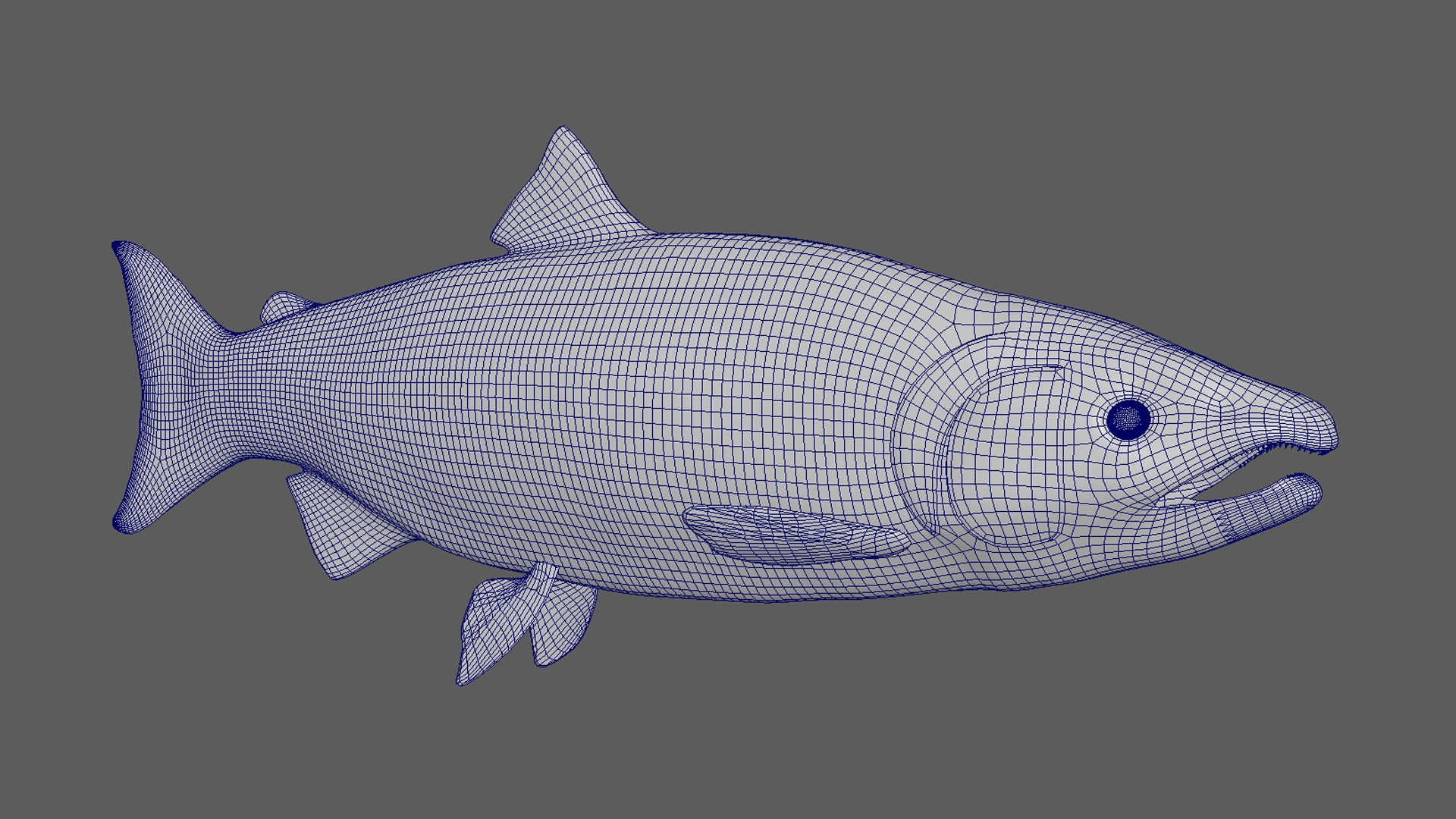 Salmon Fish 3D model_9