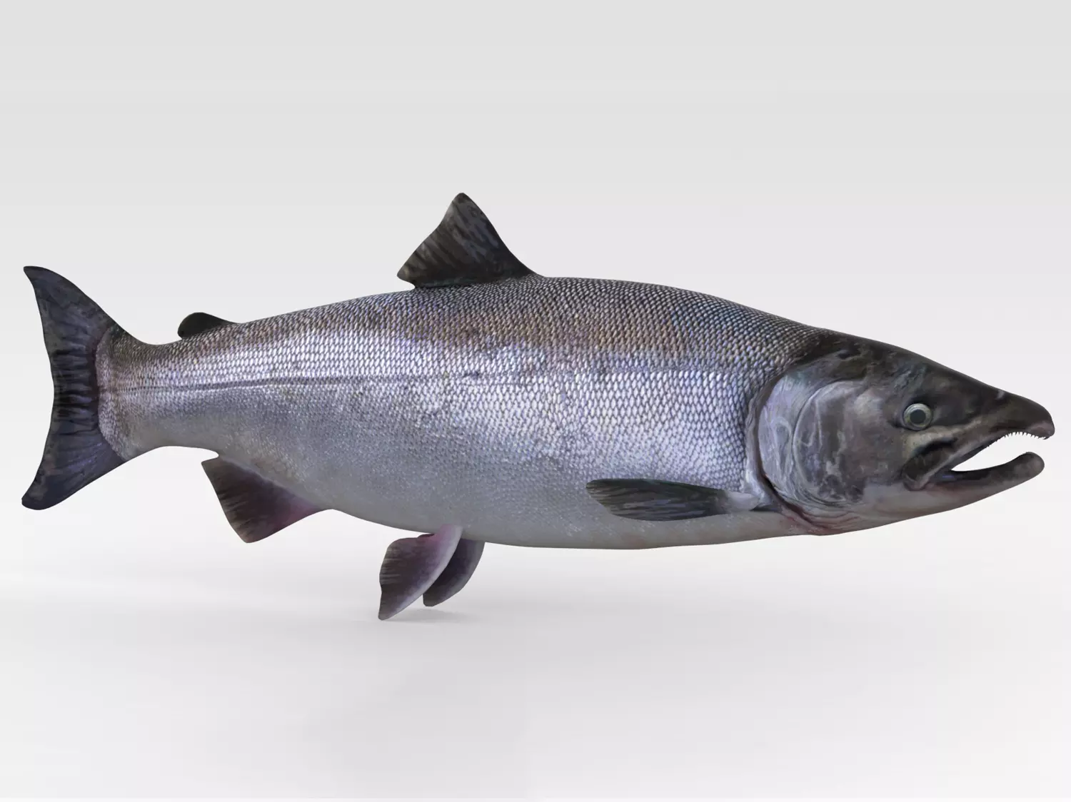 Salmon Fish 3D model_0