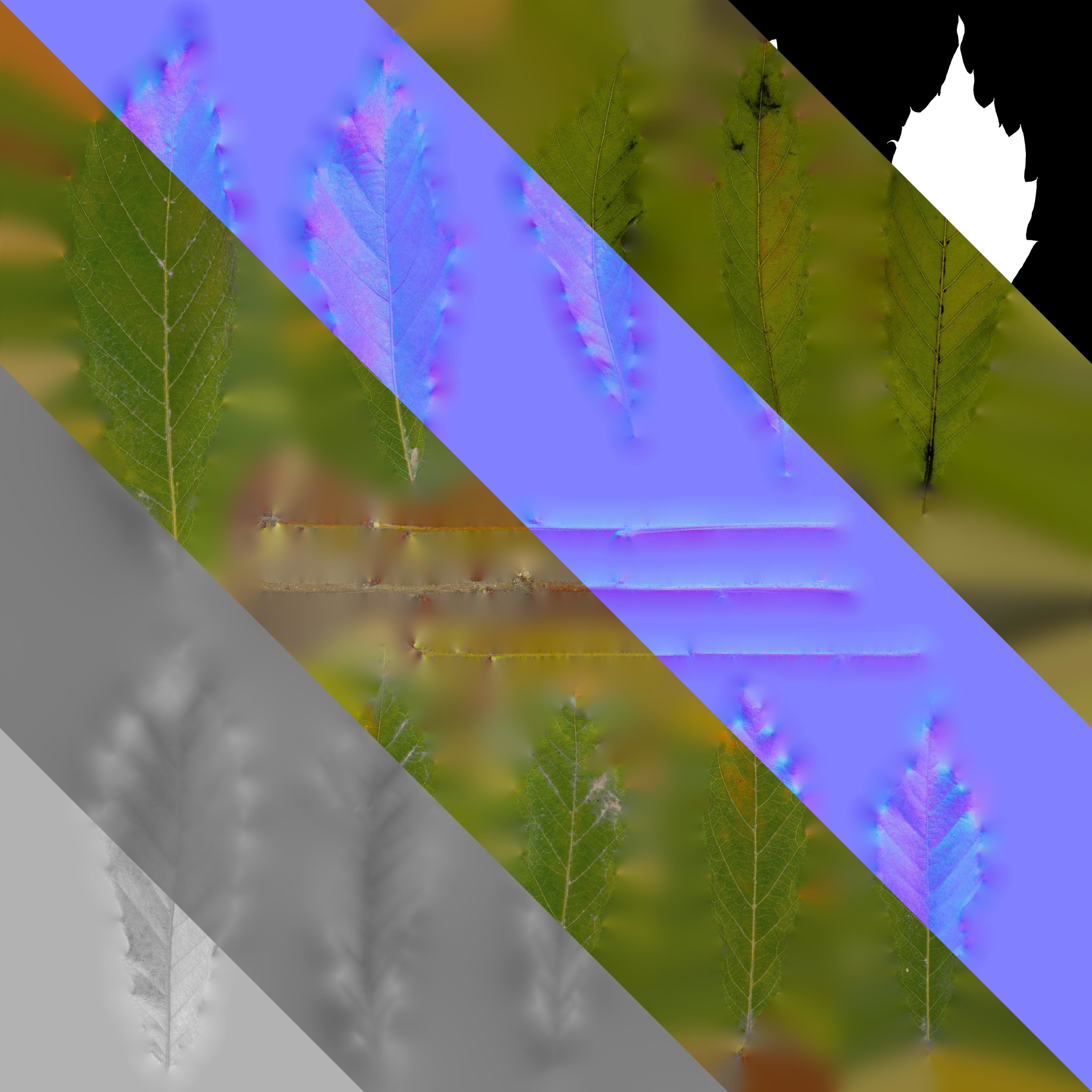 4K Quercus Serrata Leaves Textures Pack Texture_2