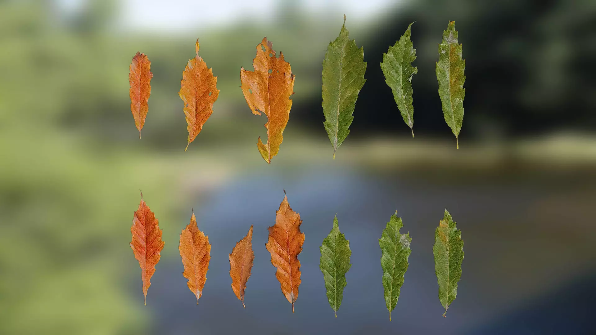 4K Quercus Serrata Leaves Textures Pack Texture_0