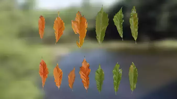 4K Quercus Serrata Leaves Textures Pack