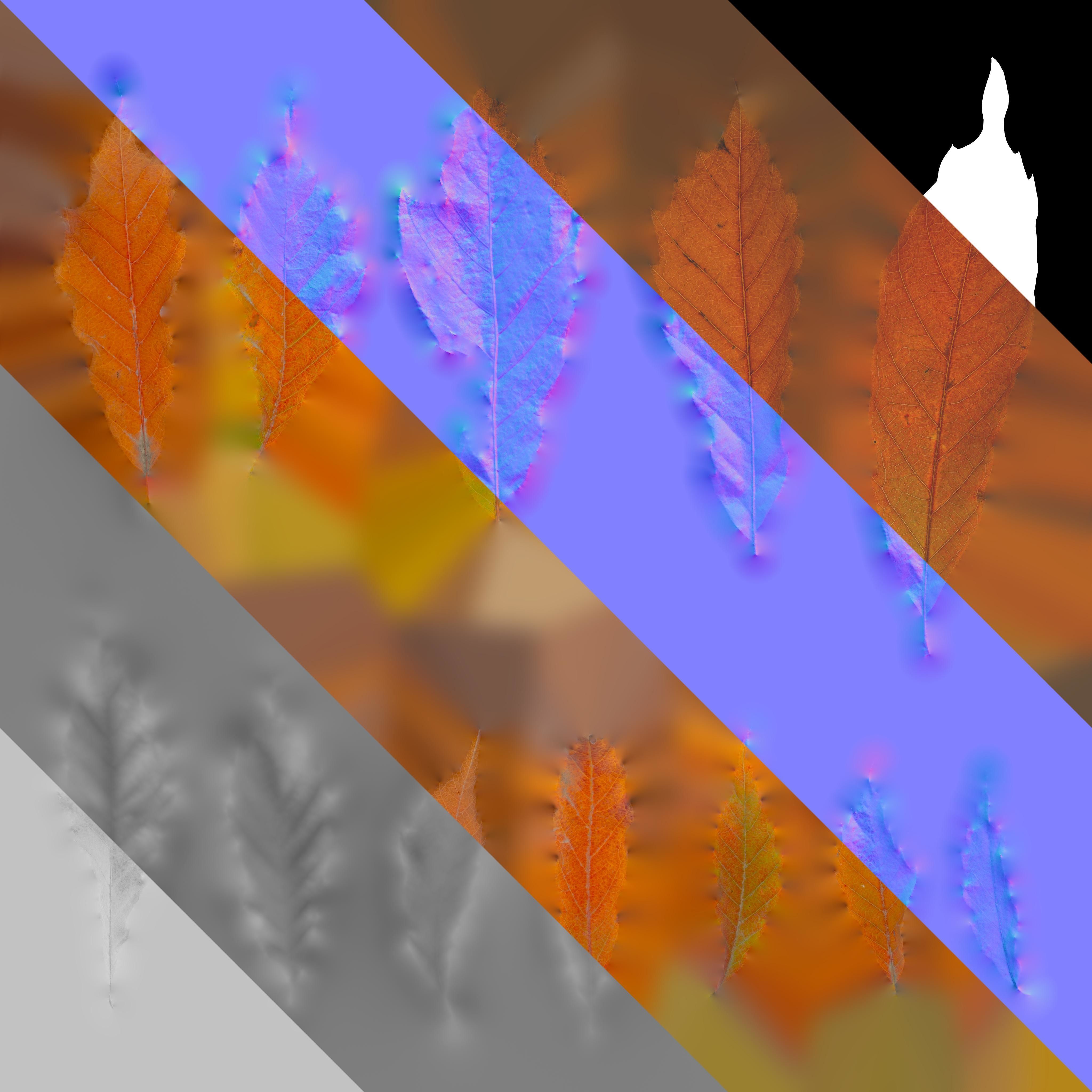 4K Quercus Serrata Leaves Textures Pack Texture_3