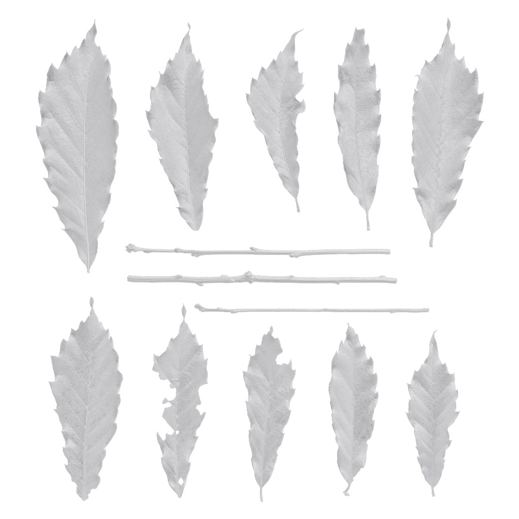 4K Quercus Serrata Leaves Textures Pack Texture_4