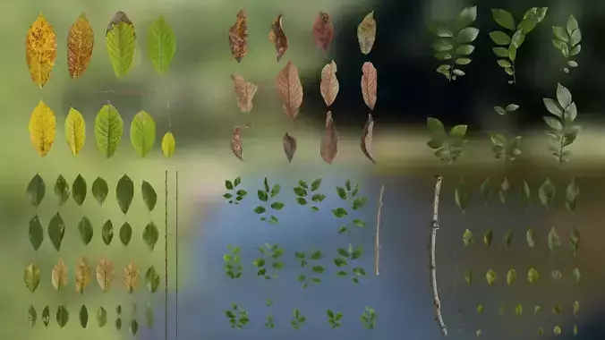 4K Ulmus Leaves Textures Pack Texture