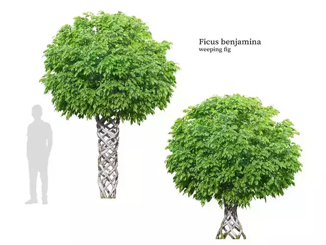 Ficus benjamina 3D model