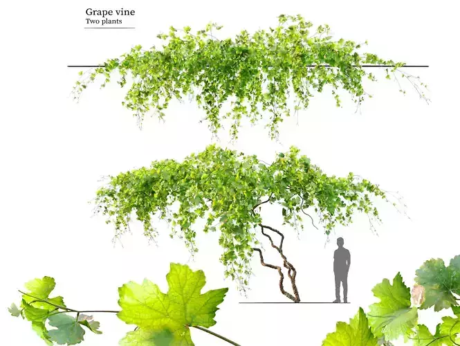 Grape vine 3D model