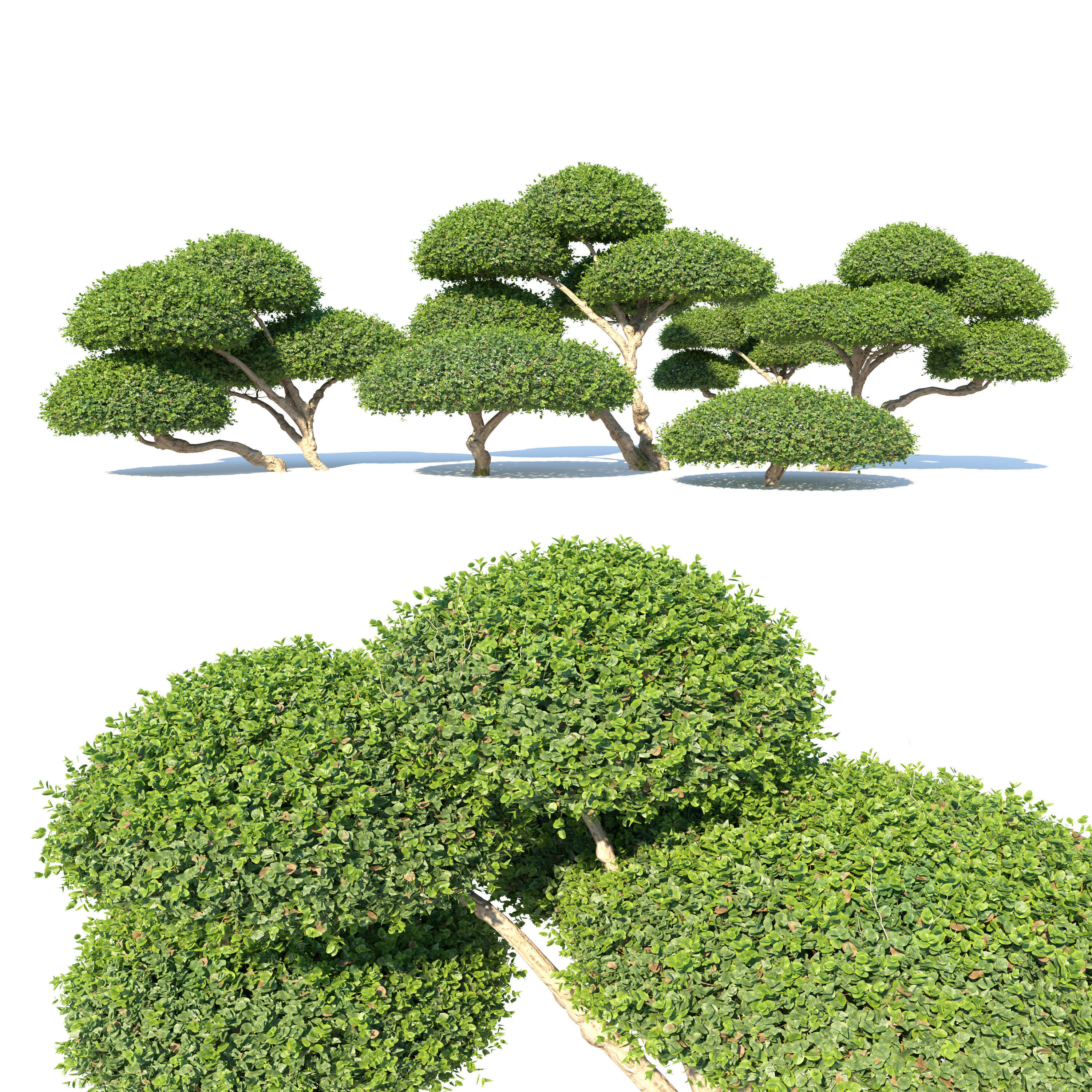 Topiary ficus 02 3D model_2