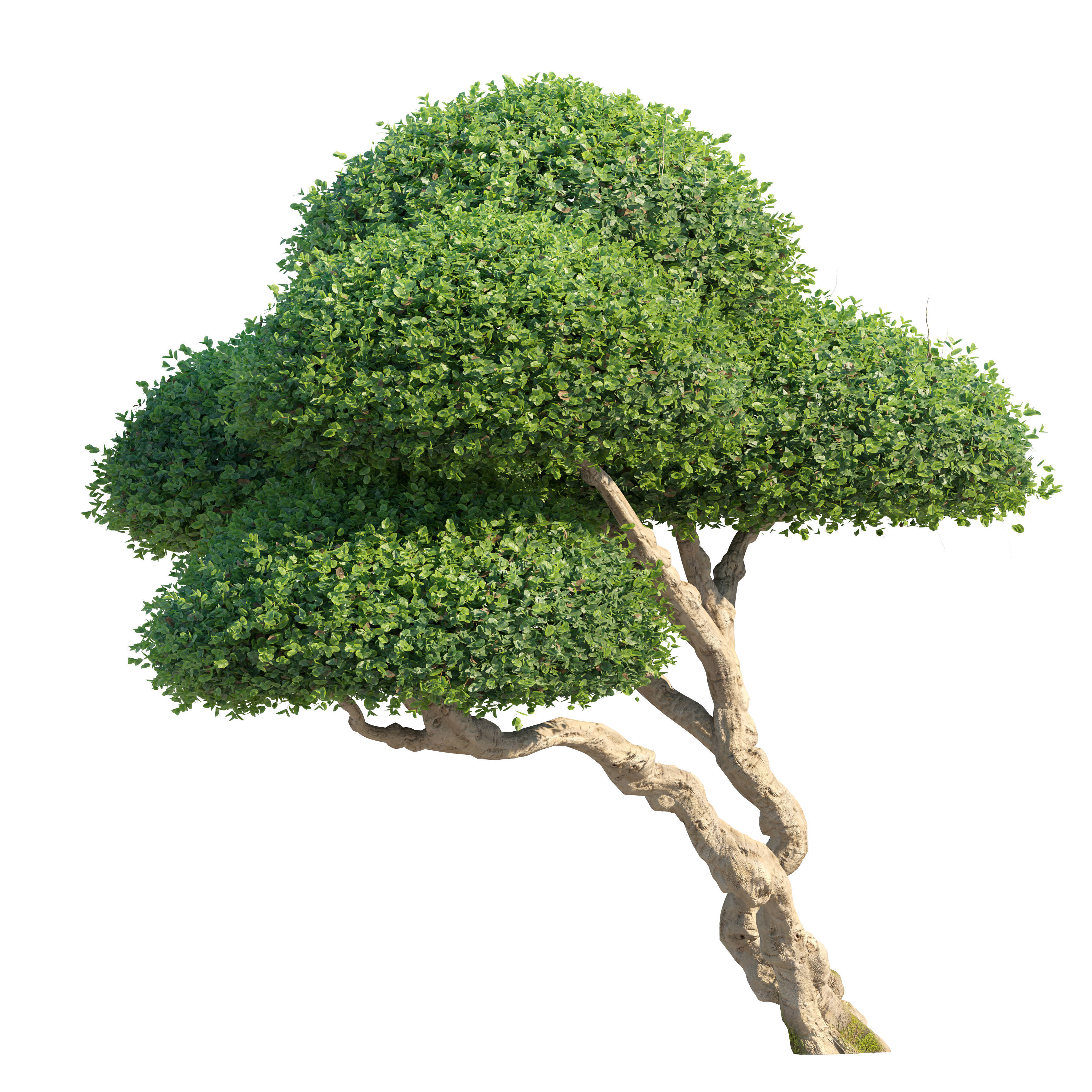 Topiary ficus 02 3D model_1