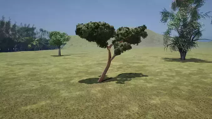 Pine for Italian Landscape