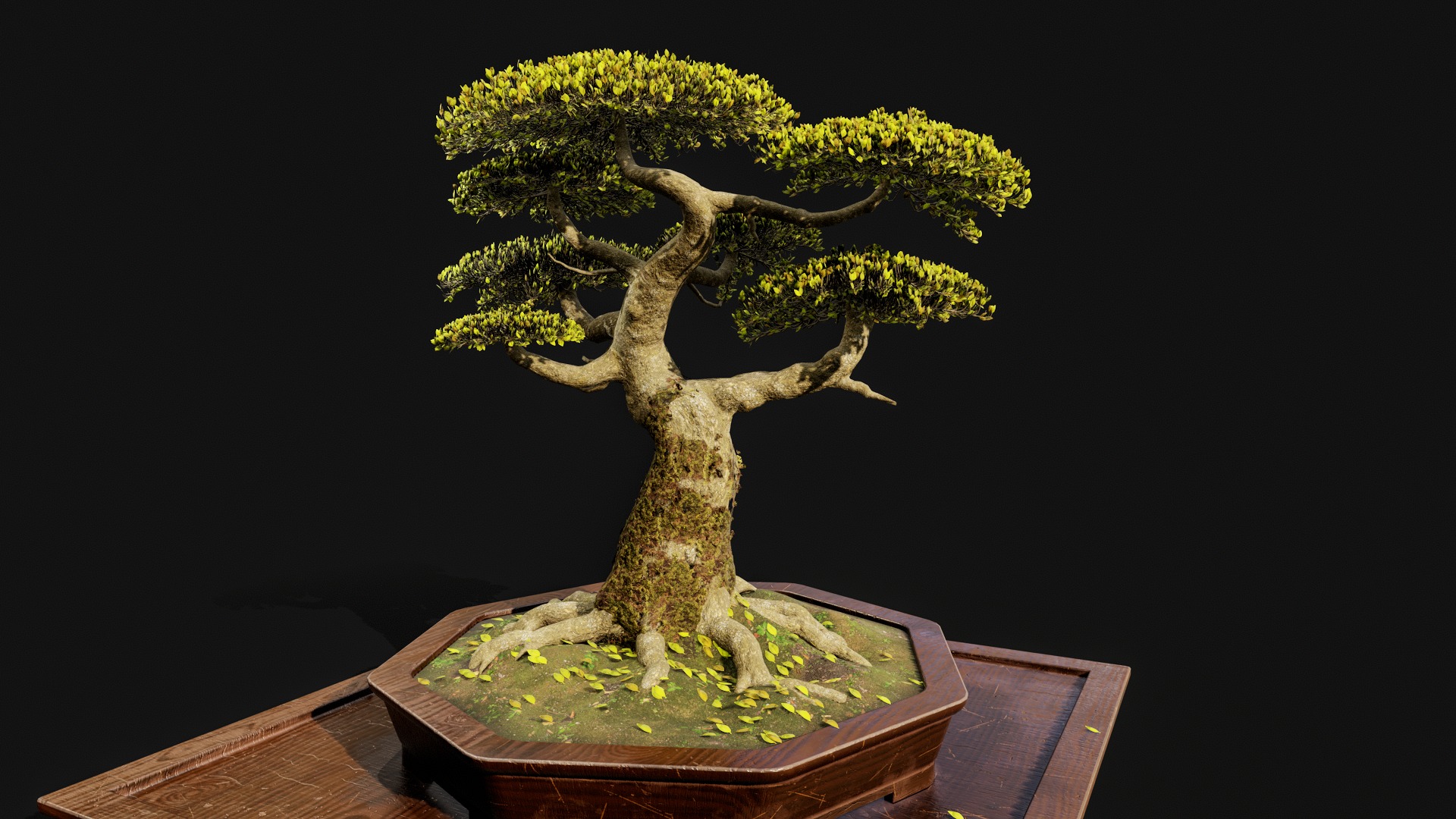 Highpoly Bonsai Tree with cutting tool 3D model_2