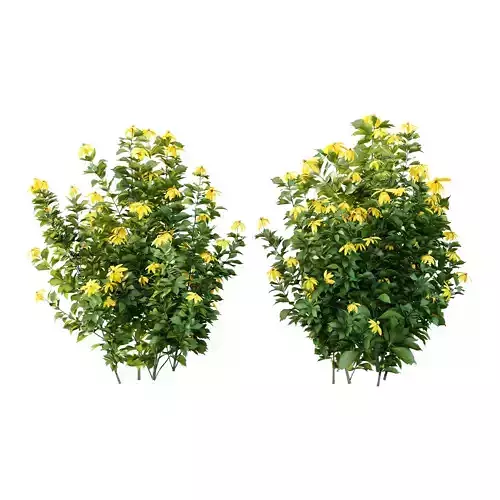 Rudbeckia laciniata Plant 04