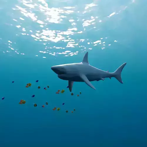 Shark Animated and Rigged