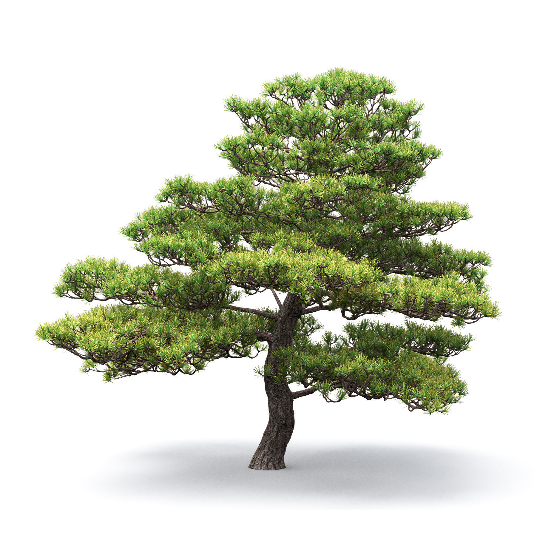 Pinus Bonsai 05 3D model_3