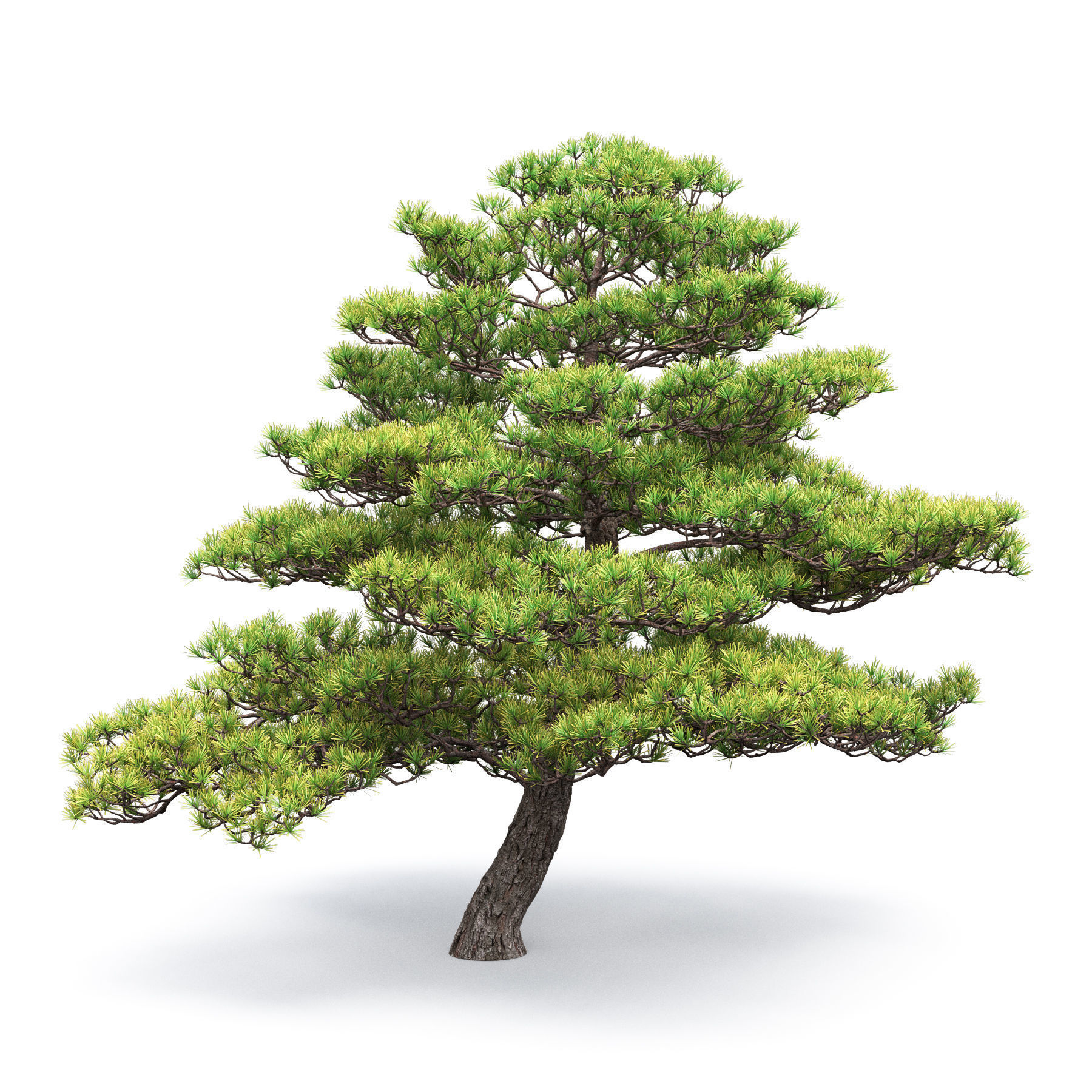 Pinus Bonsai 05 3D model_2