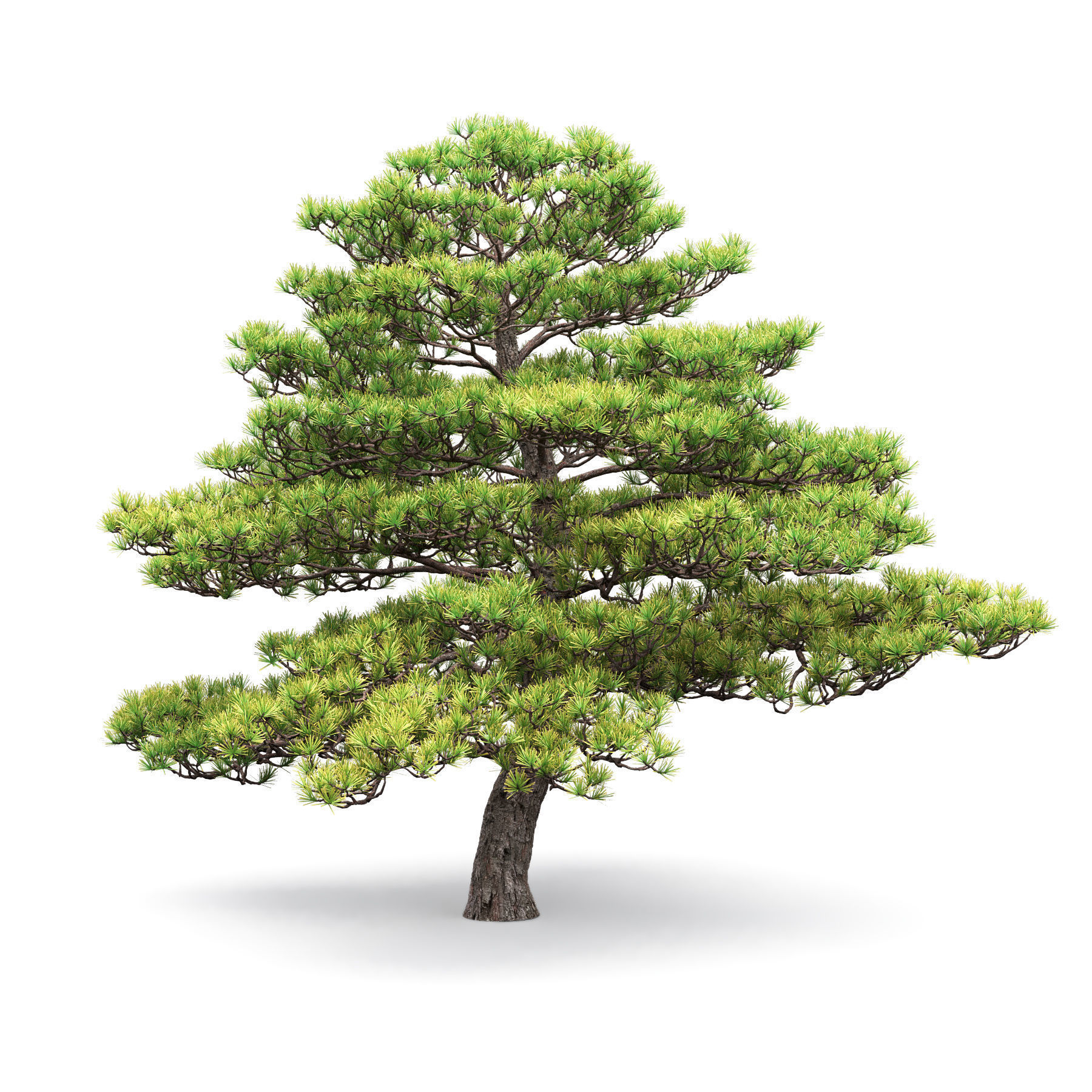 Pinus Bonsai 05 3D model_1