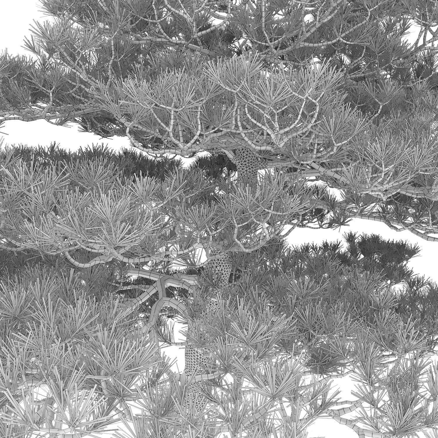 Pinus Bonsai 05 3D model_5