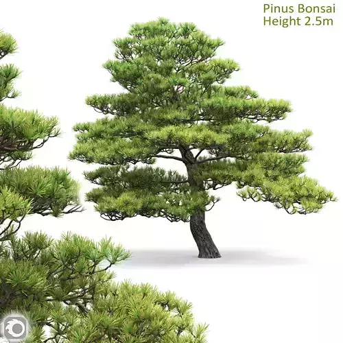 Pinus Bonsai 05