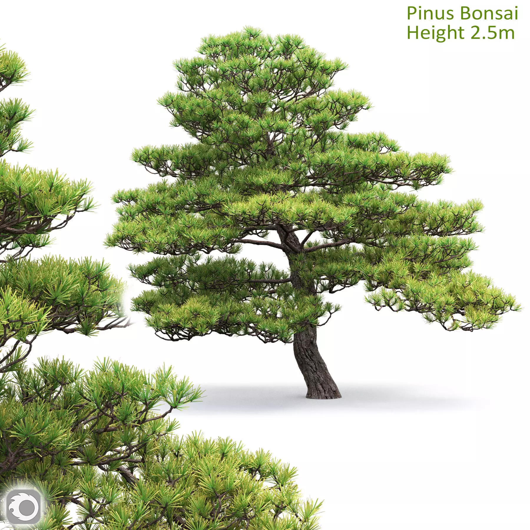 Pinus Bonsai 05 3D model_0