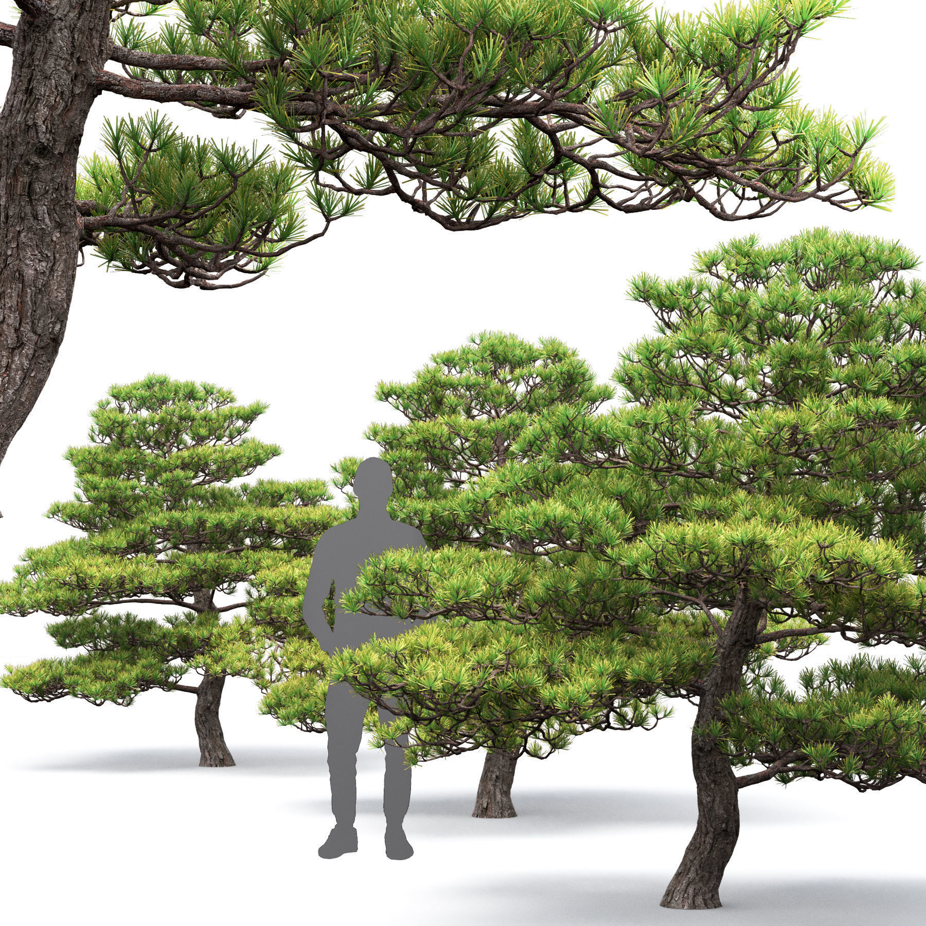 Pinus Bonsai 05 3D model_4