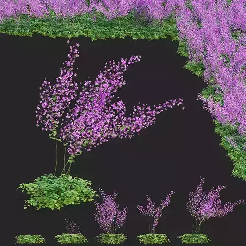 Thalictrum delavayi Purple