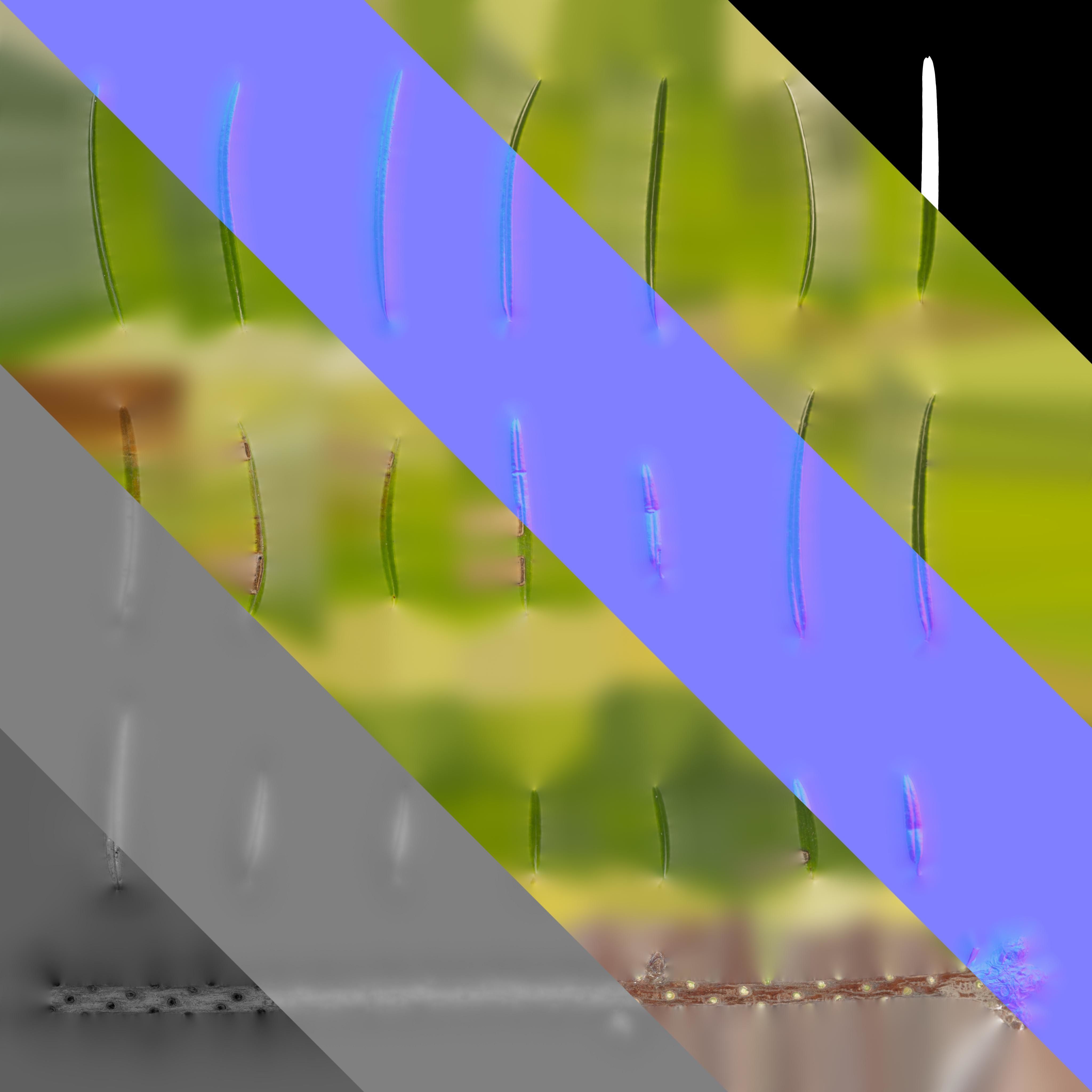 4K Abies Alba Textures Pack Texture_3