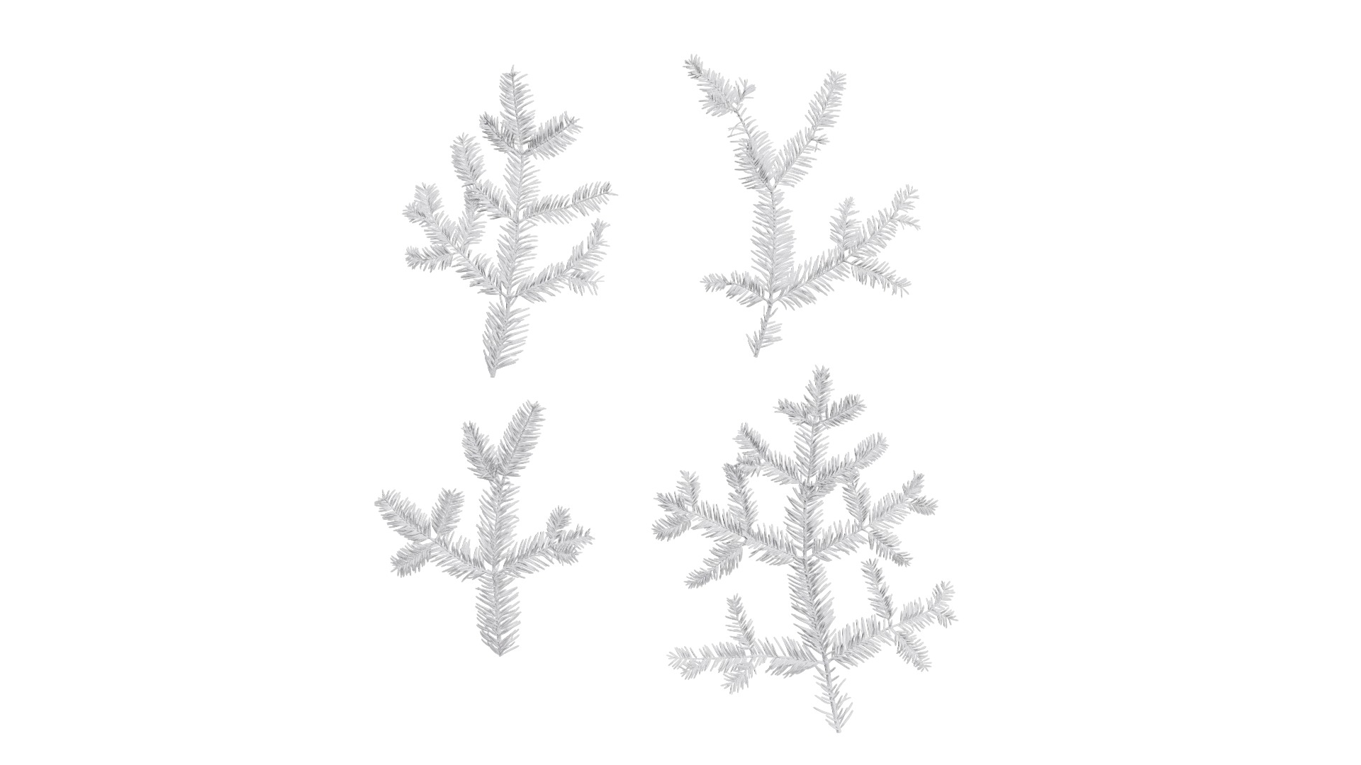 4K Abies Alba Textures Pack Texture_16