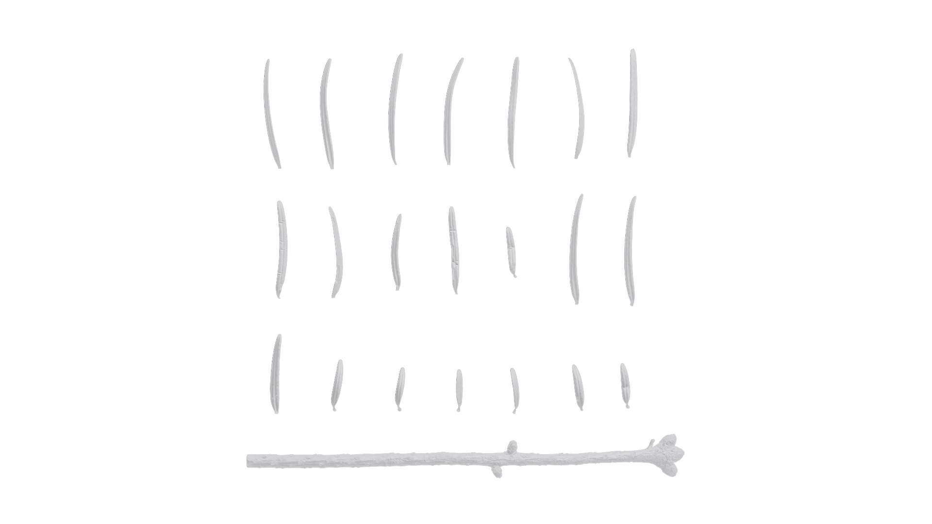 4K Abies Alba Textures Pack Texture_12