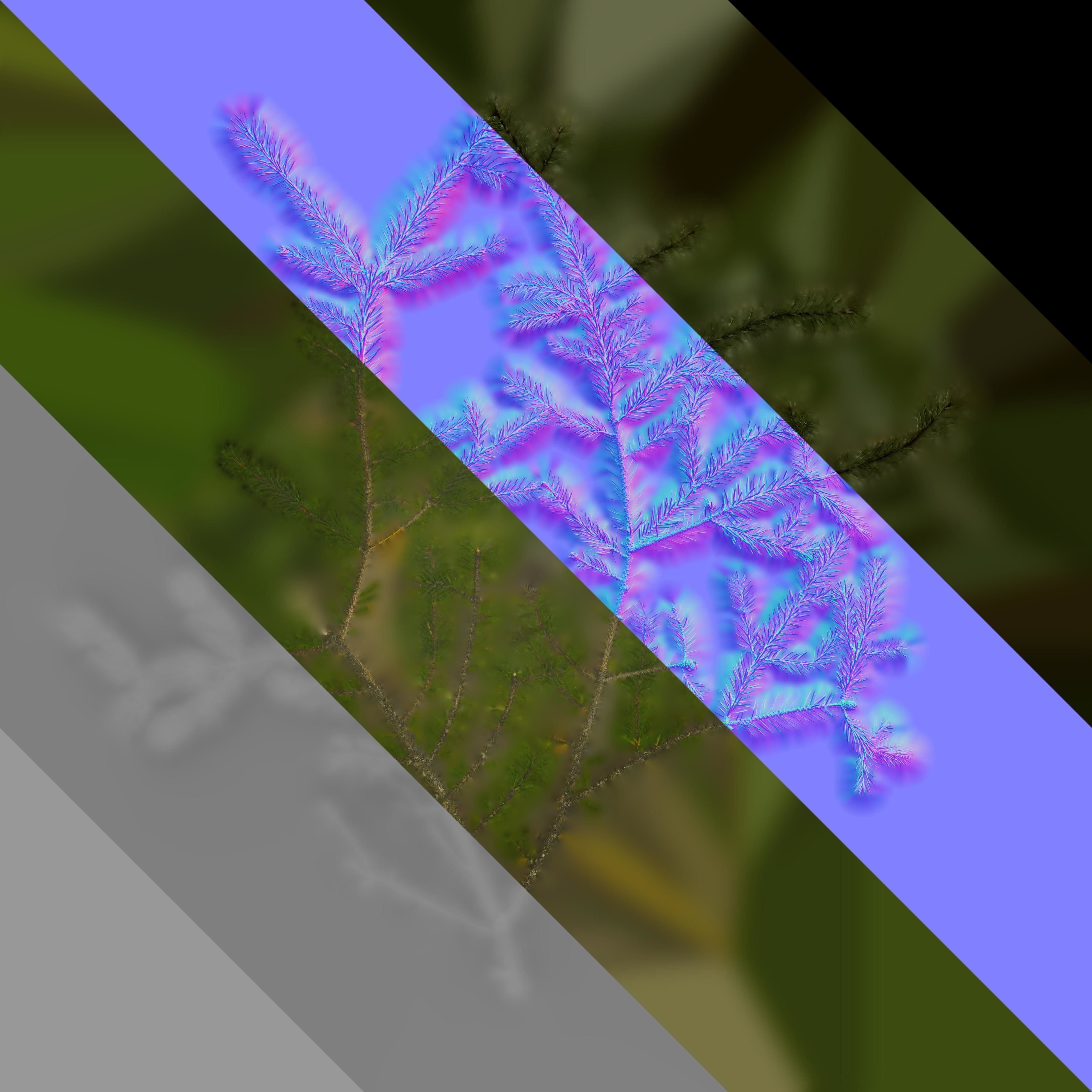 4K Abies Alba Textures Pack Texture_8