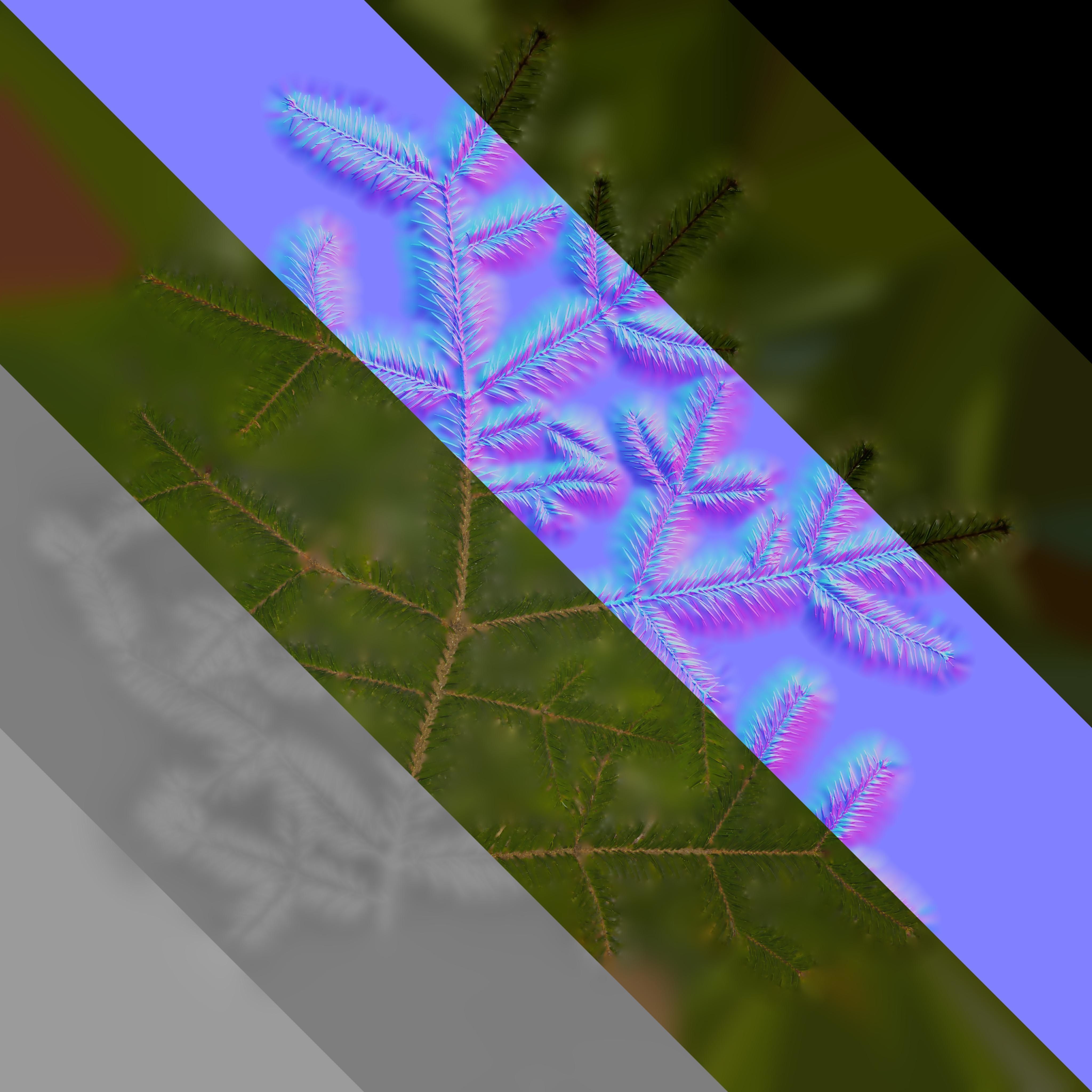 4K Abies Alba Textures Pack Texture_7