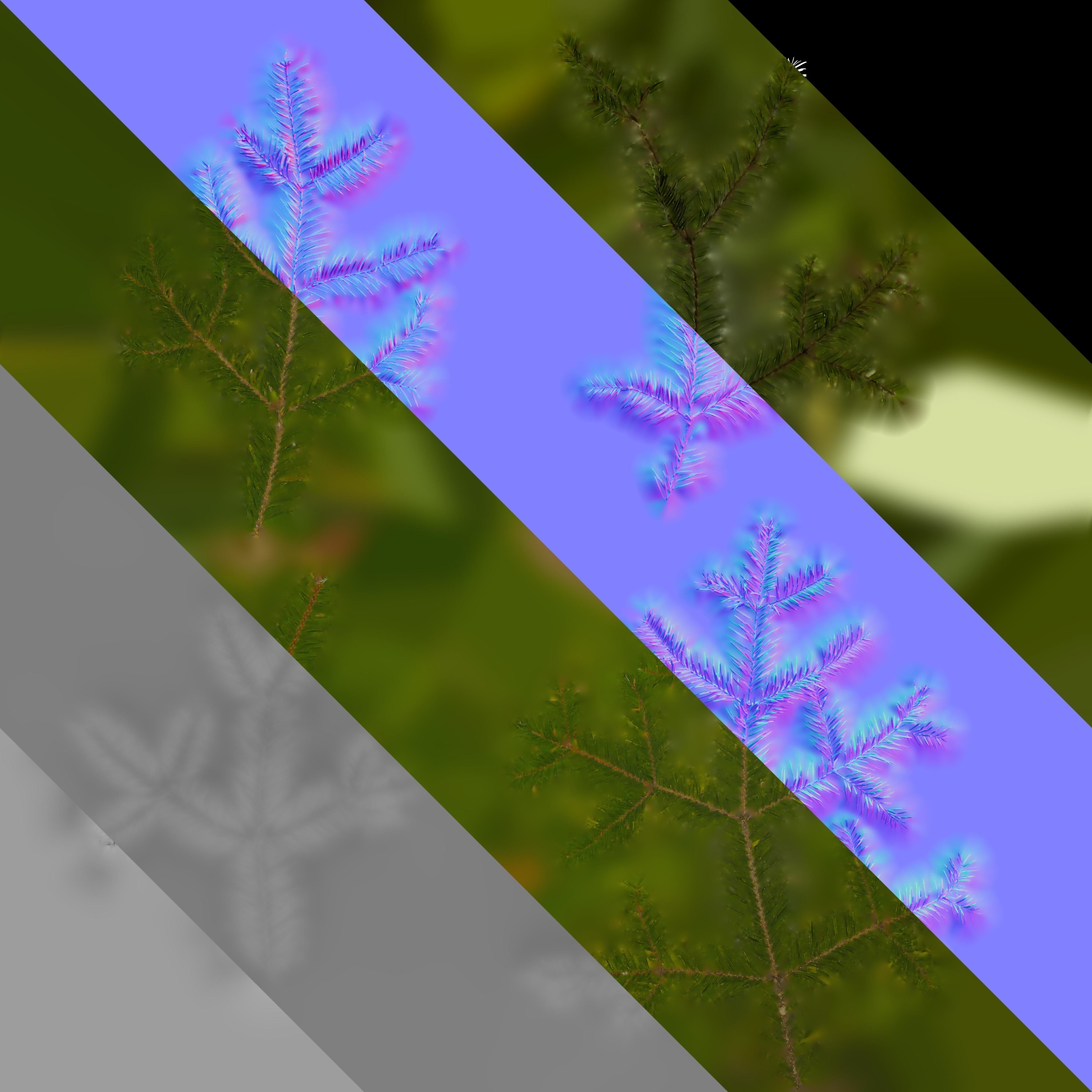 4K Abies Alba Textures Pack Texture_5