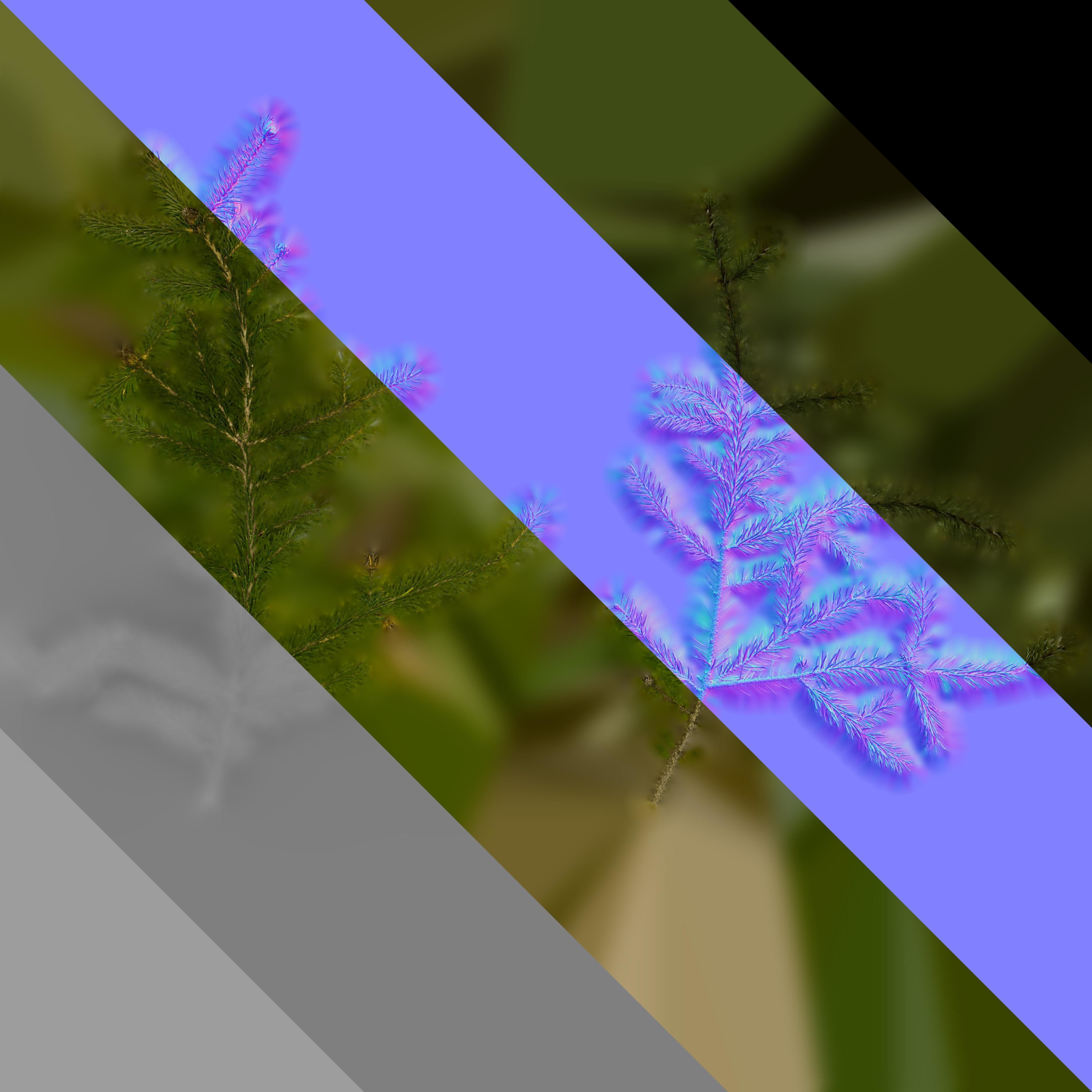 4K Abies Alba Textures Pack Texture_9