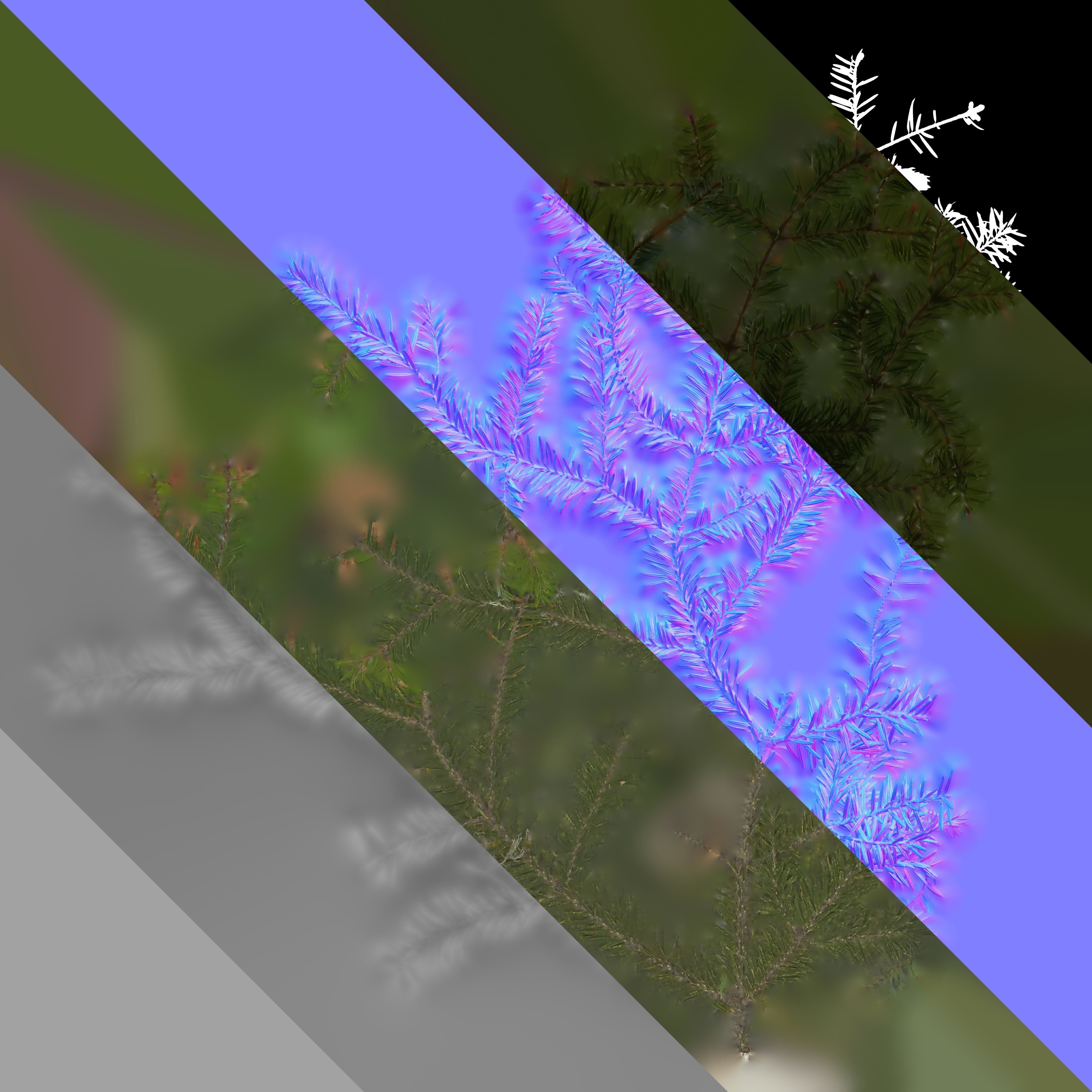 4K Abies Alba Textures Pack Texture_4