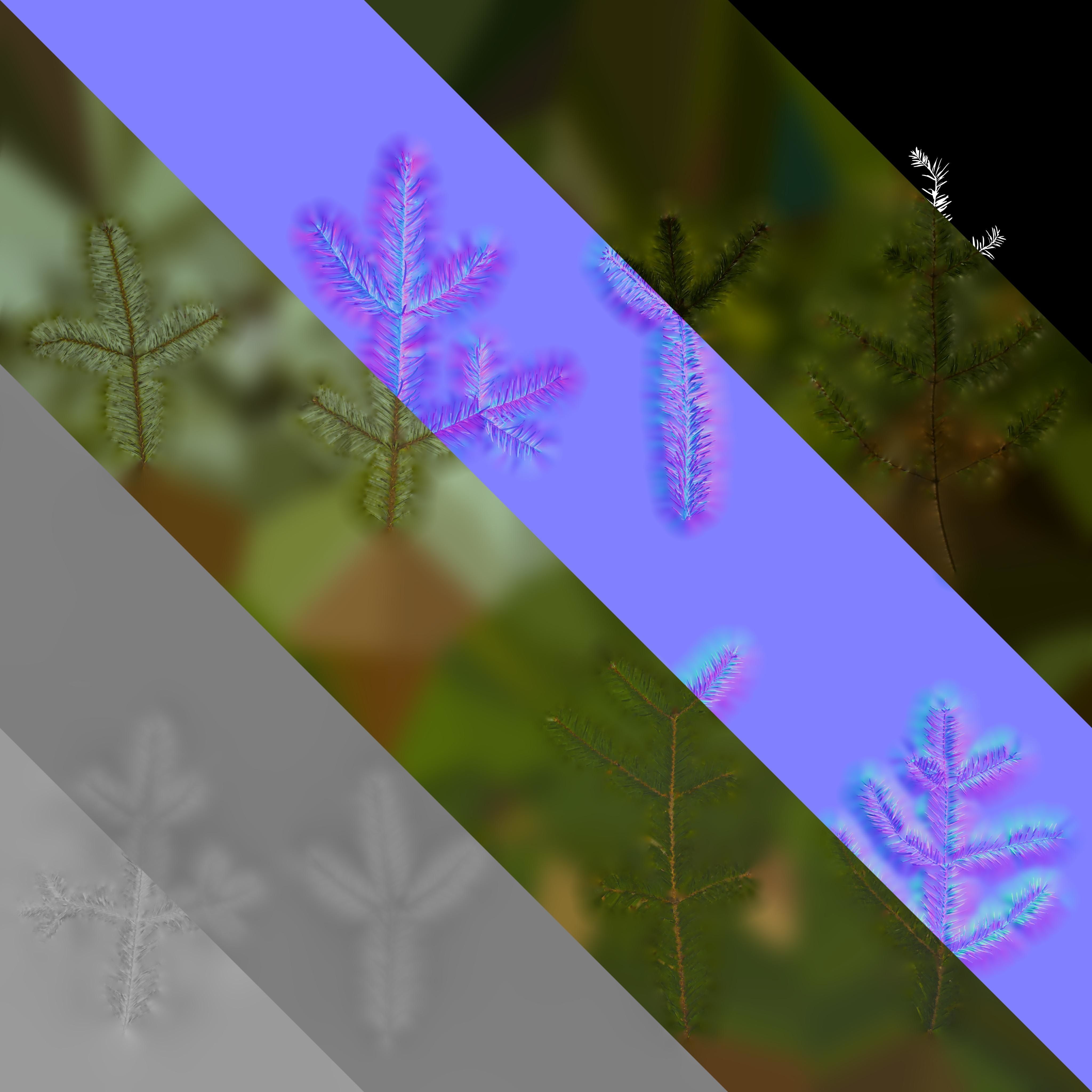 4K Abies Alba Textures Pack Texture_10