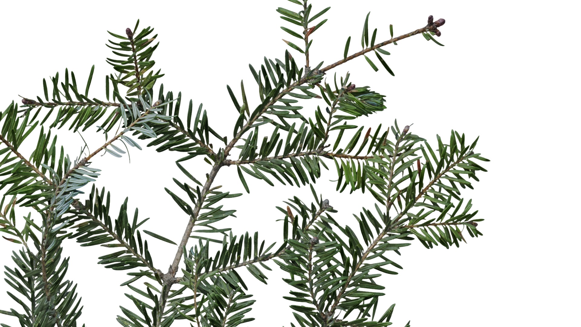 4K Abies Alba Textures Pack Texture_1