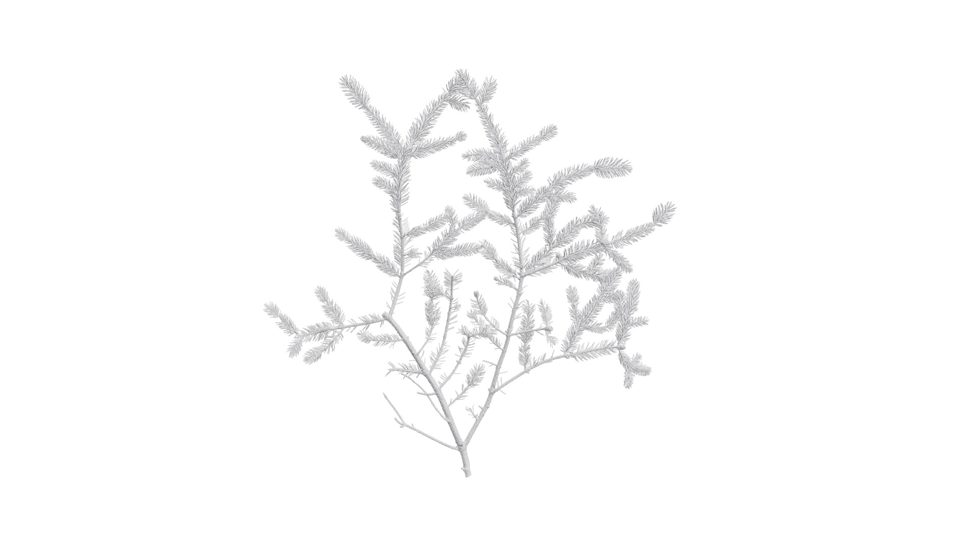 4K Abies Alba Textures Pack Texture_13