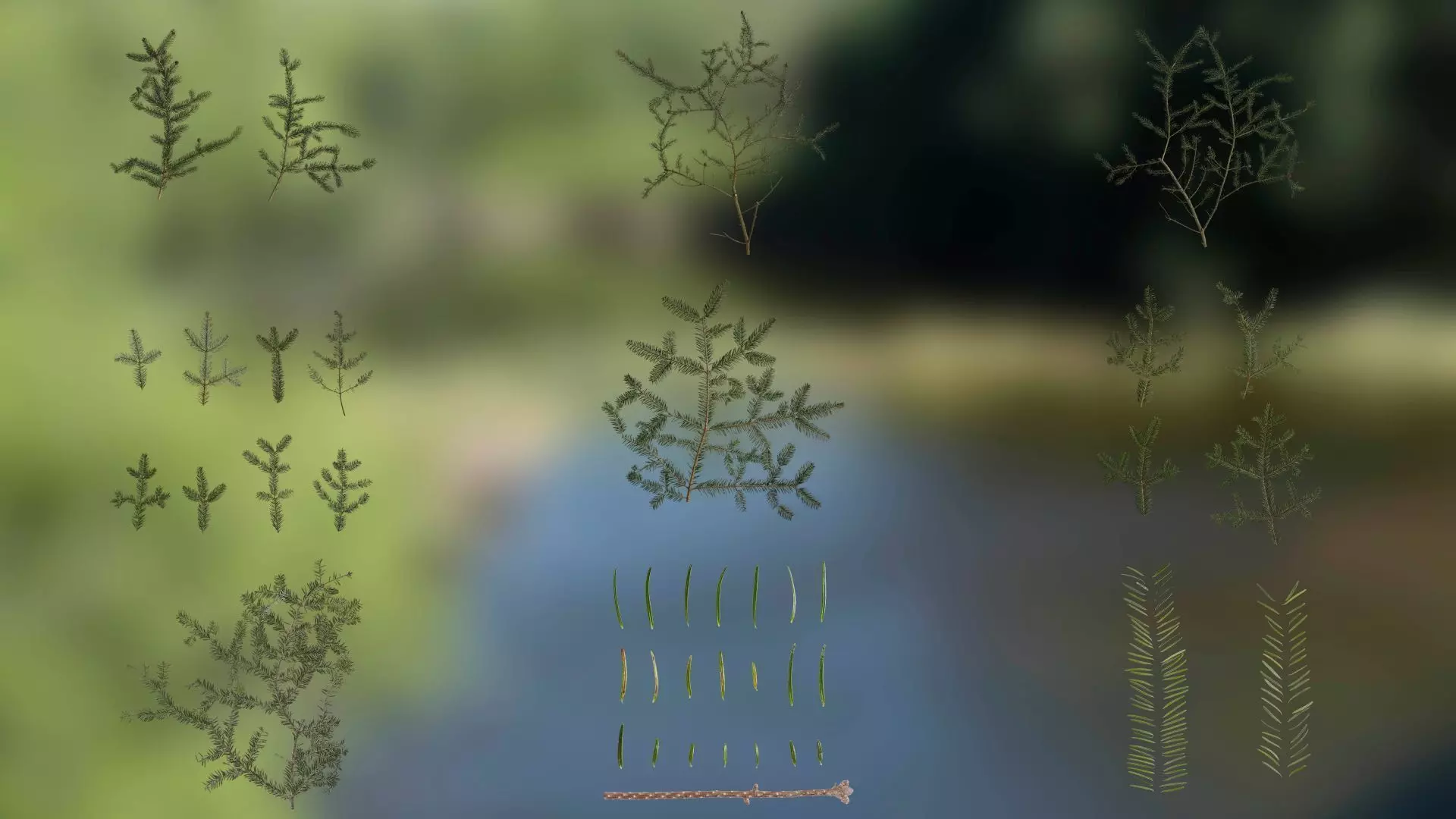 4K Abies Alba Textures Pack Texture_0