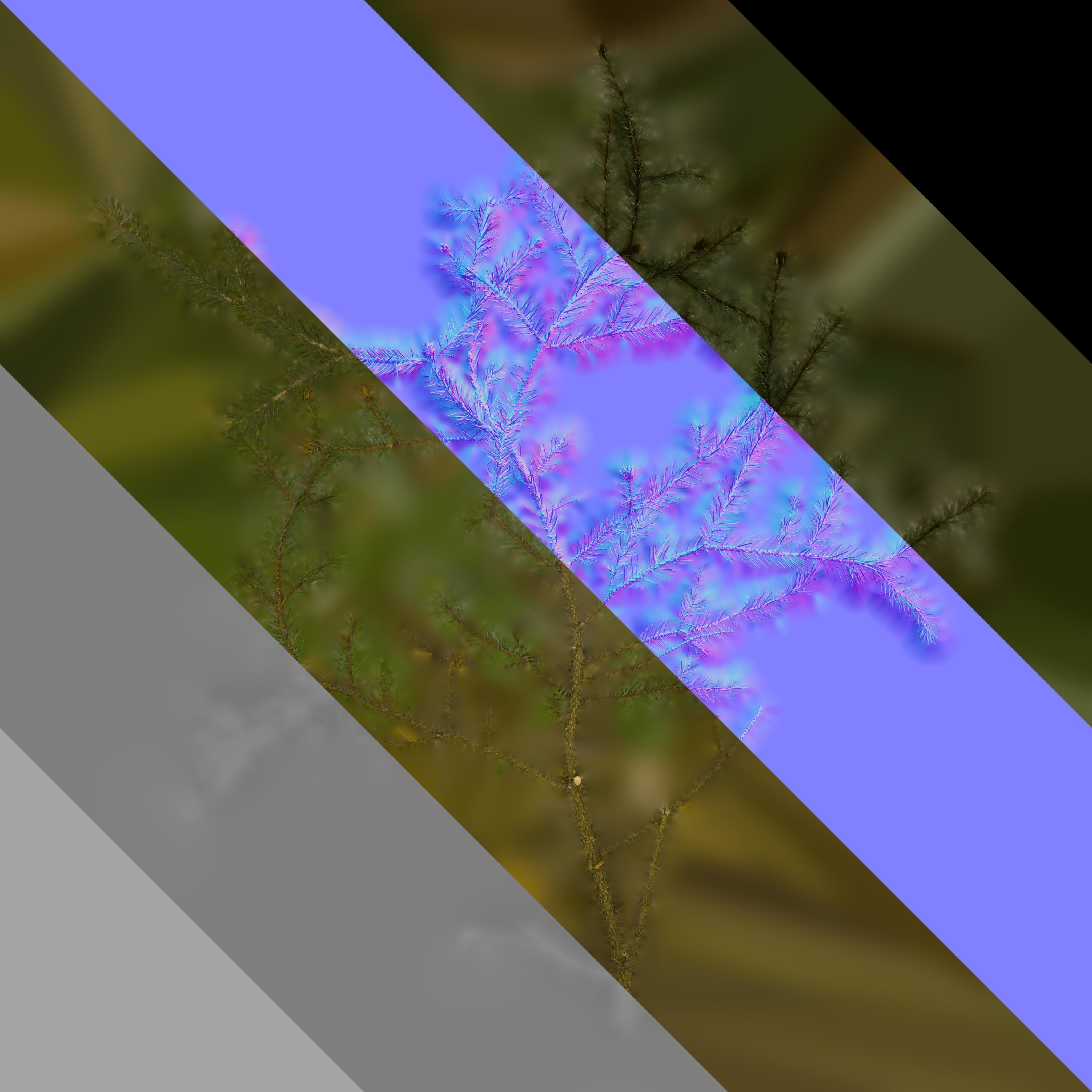 4K Abies Alba Textures Pack Texture_6