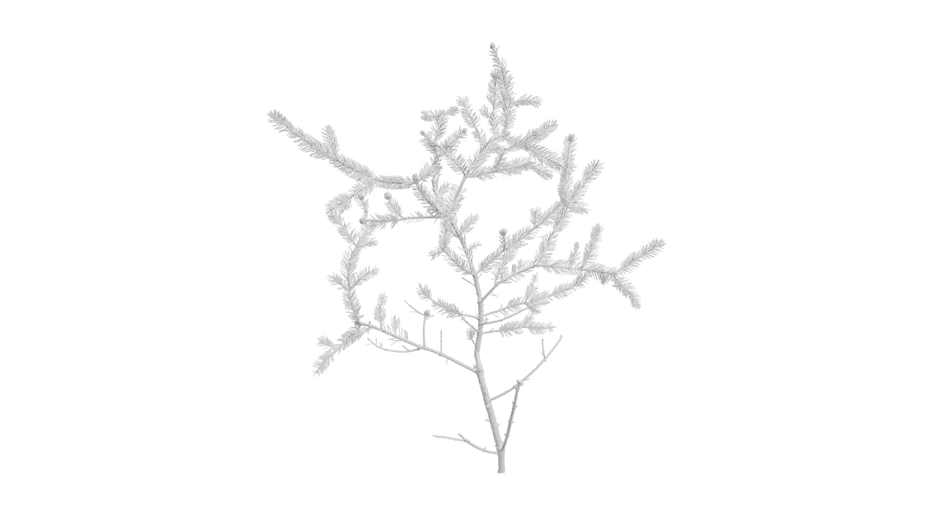 4K Abies Alba Textures Pack Texture_18