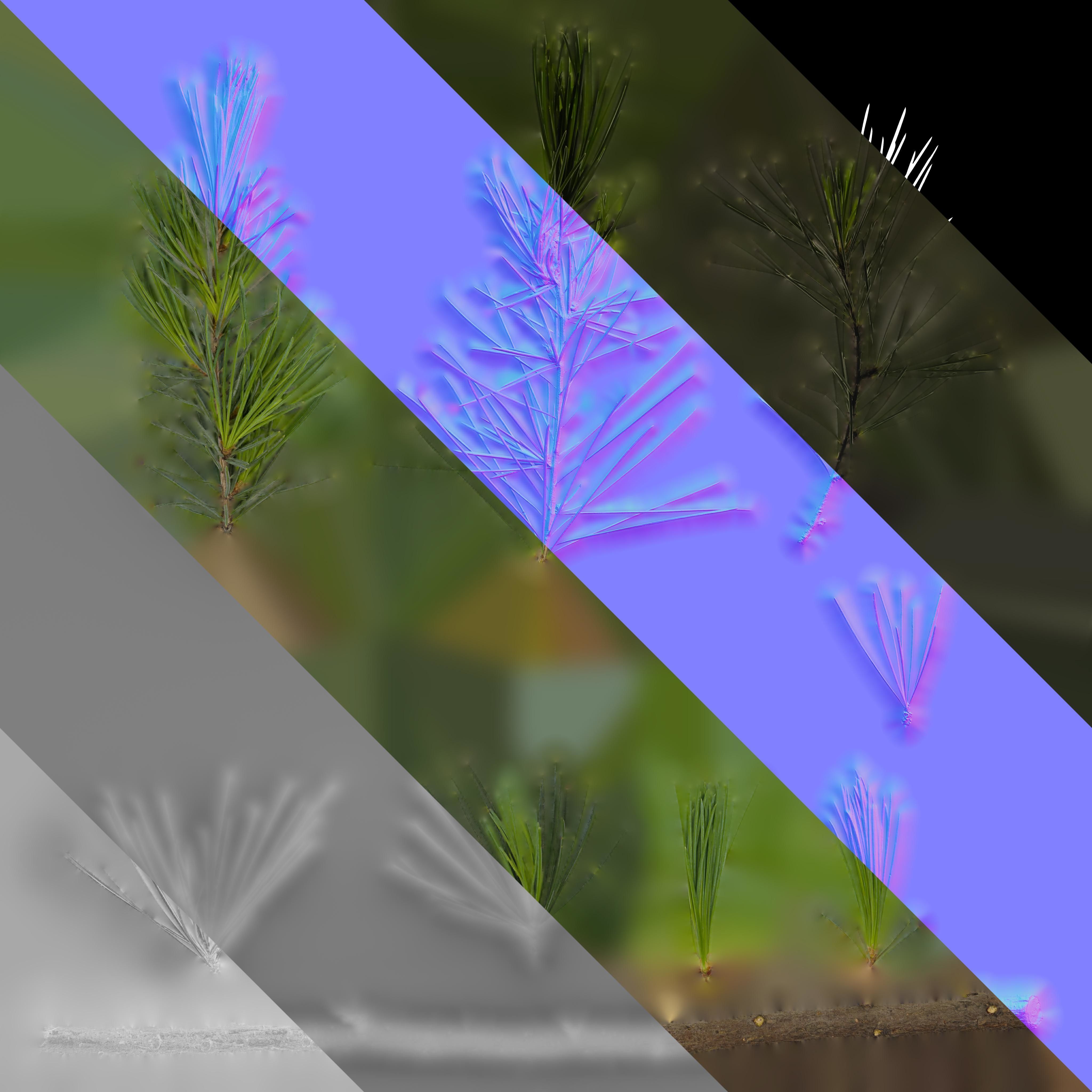 4K Cedrus Deodara Textures Pack Texture_2