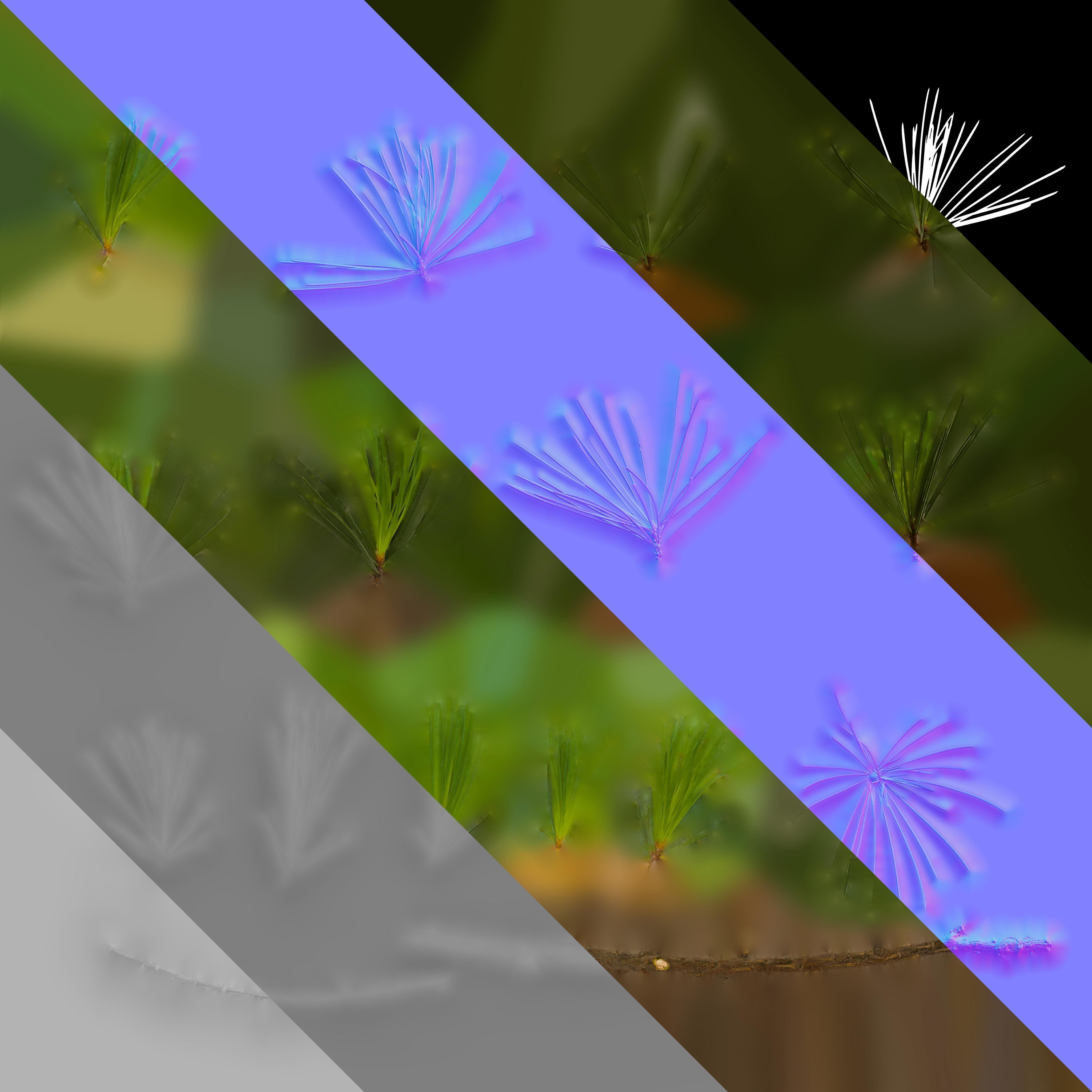 4K Cedrus Deodara Textures Pack Texture_7