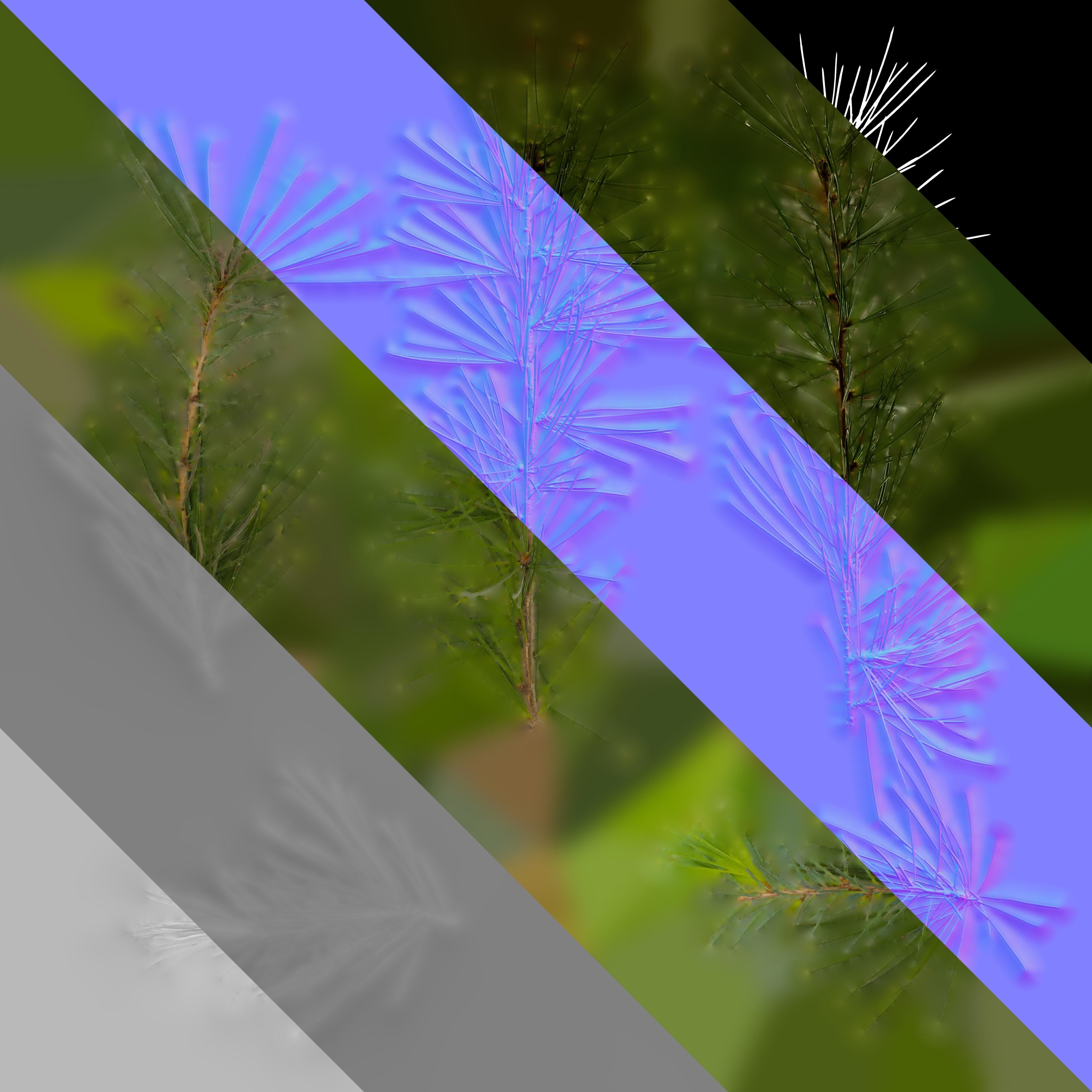 4K Cedrus Deodara Textures Pack Texture_5