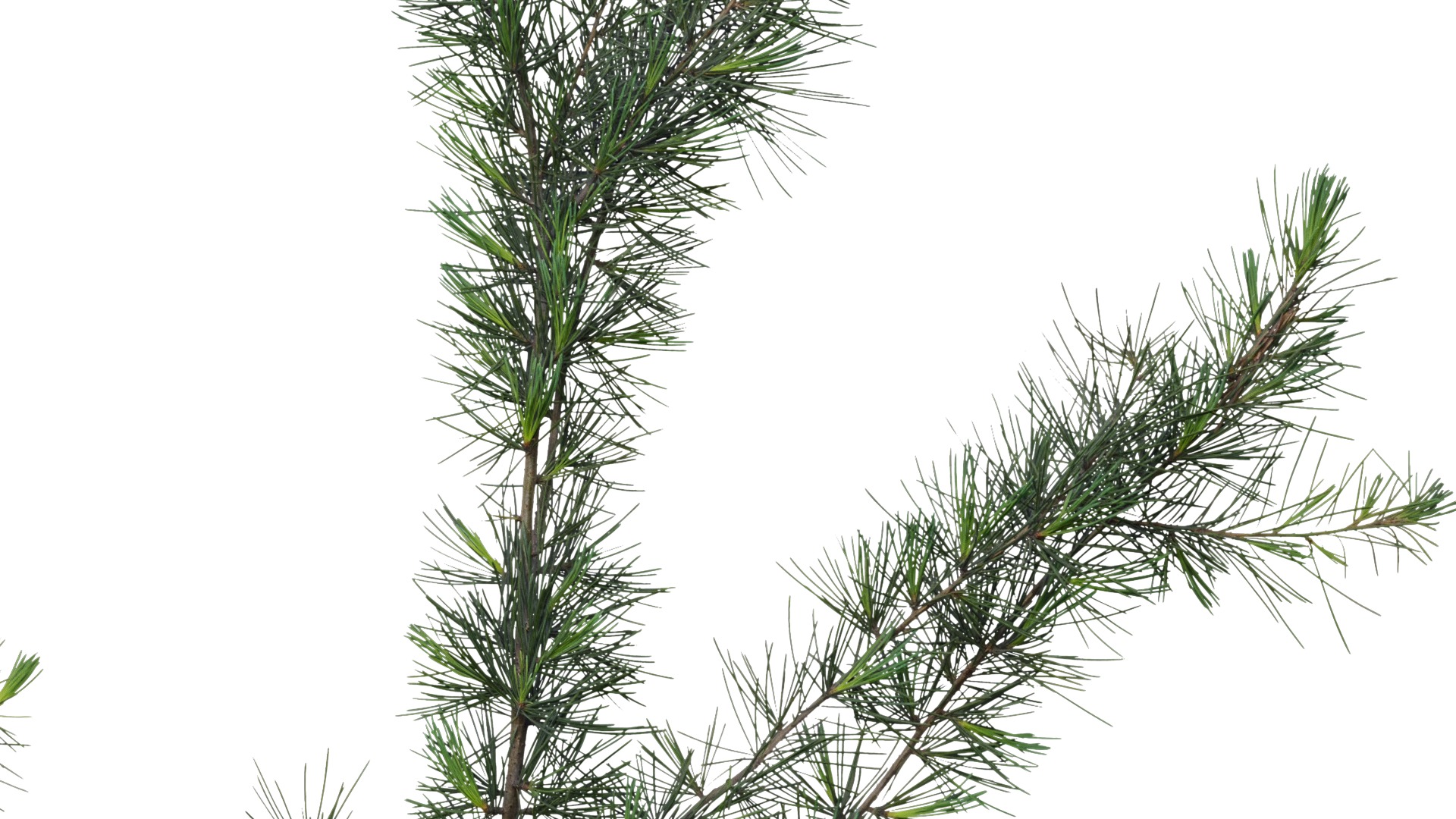 4K Cedrus Deodara Textures Pack Texture_1