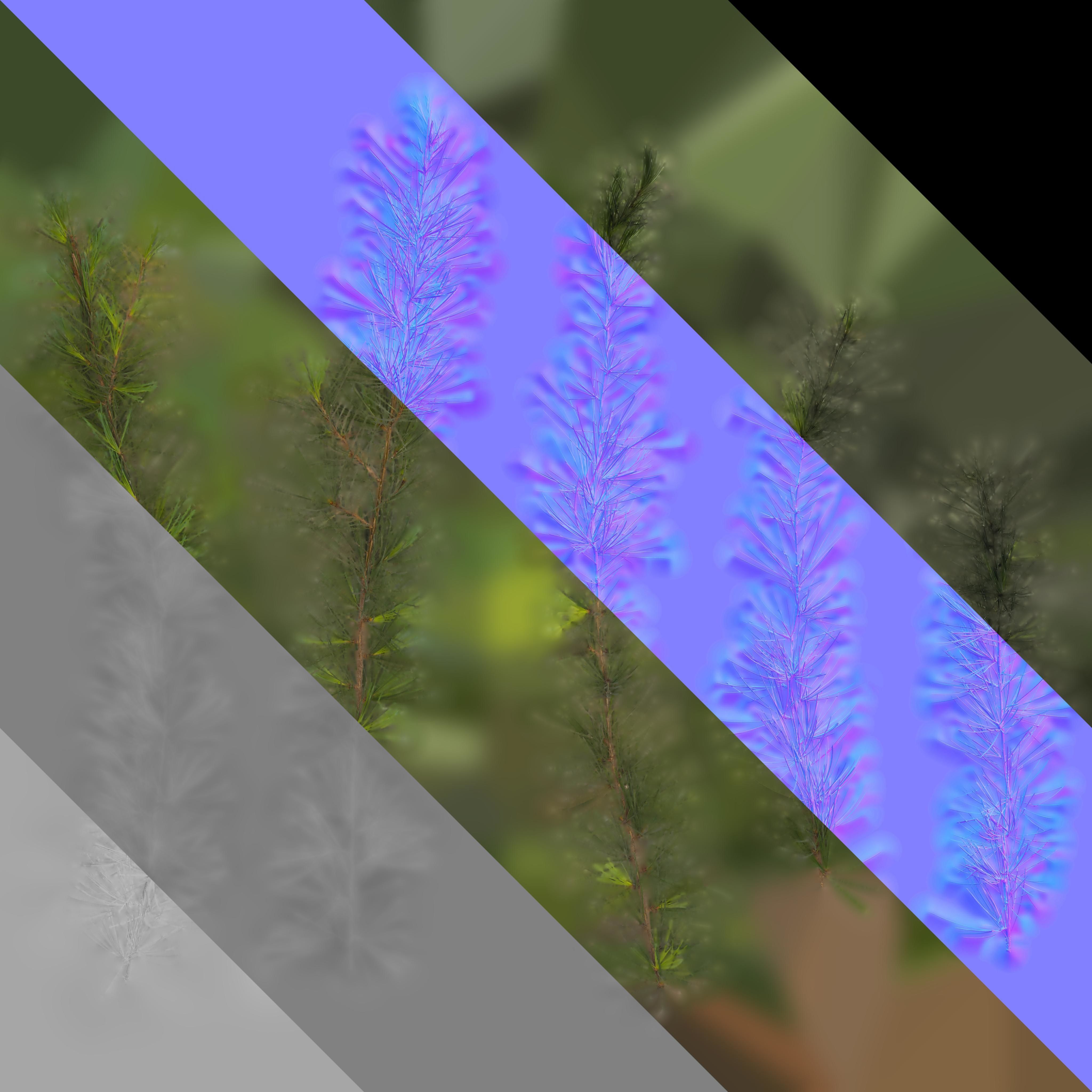 4K Cedrus Deodara Textures Pack Texture_4