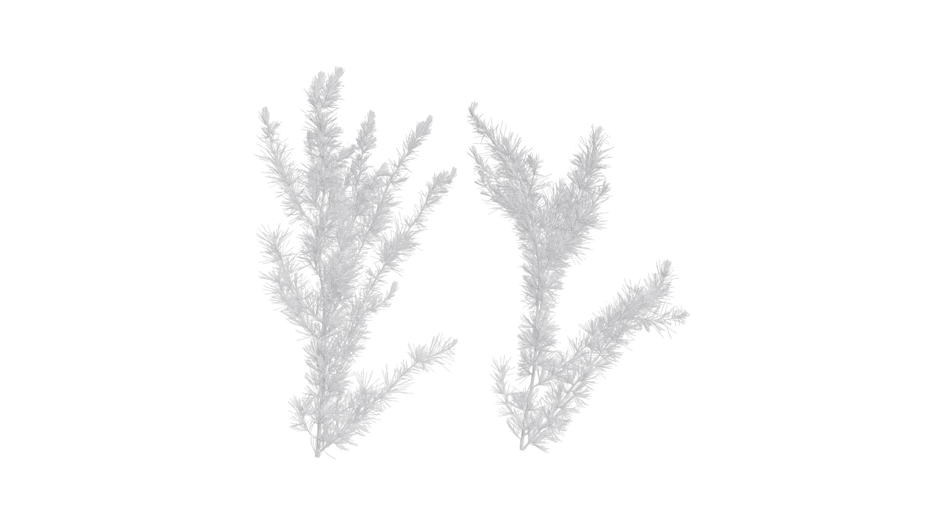 4K Cedrus Deodara Textures Pack Texture_9